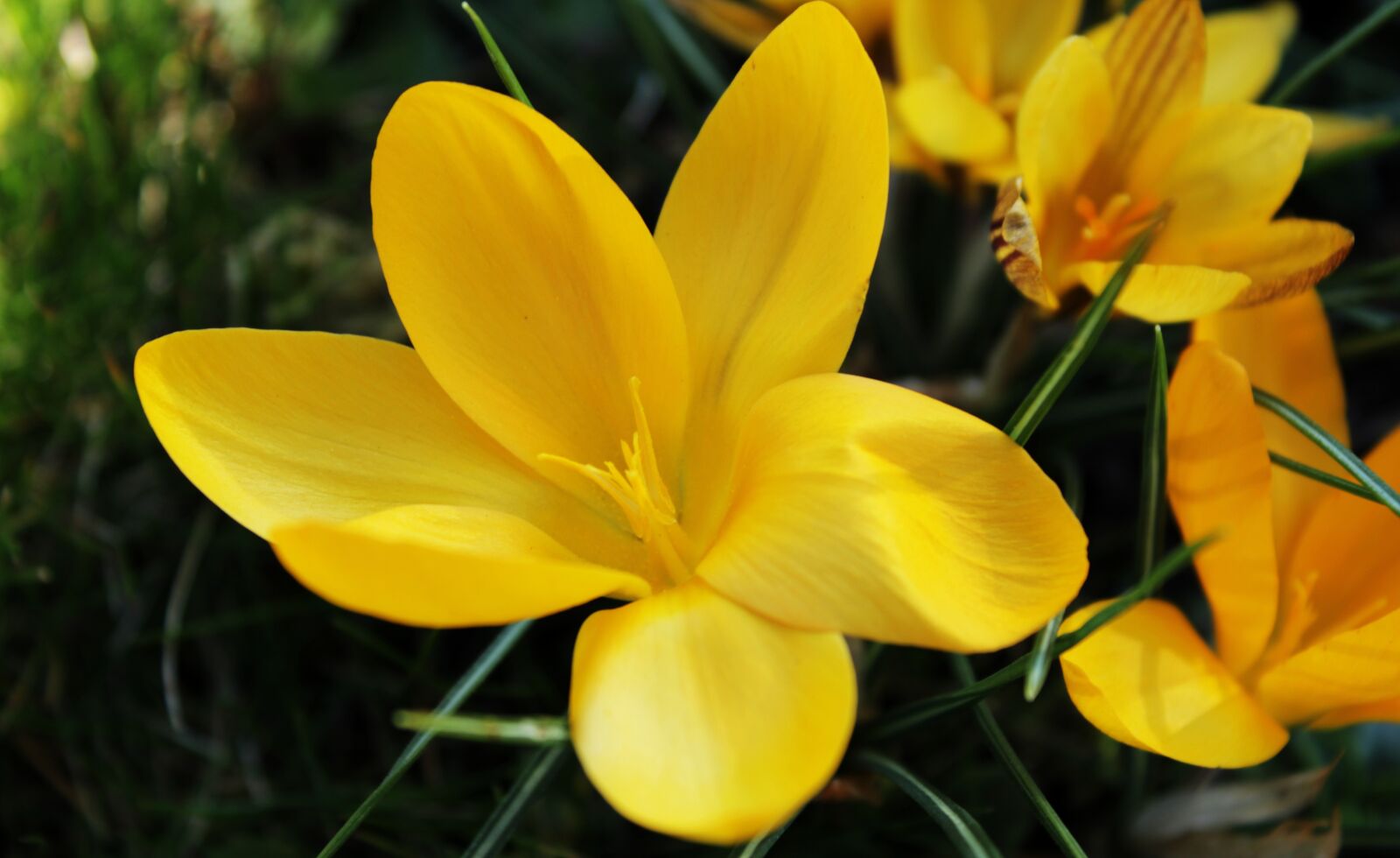 Canon EOS 2000D (EOS Rebel T7 / EOS Kiss X90 / EOS 1500D) sample photo. Crocus, yellow, flower photography
