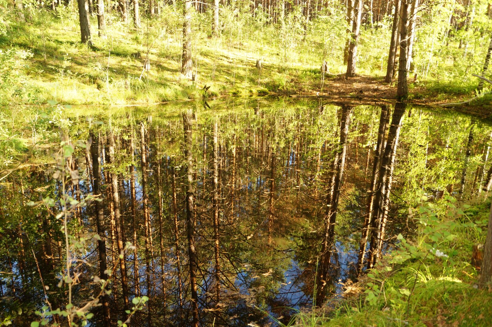 Sony SLT-A57 sample photo. Forest, trees, silence photography