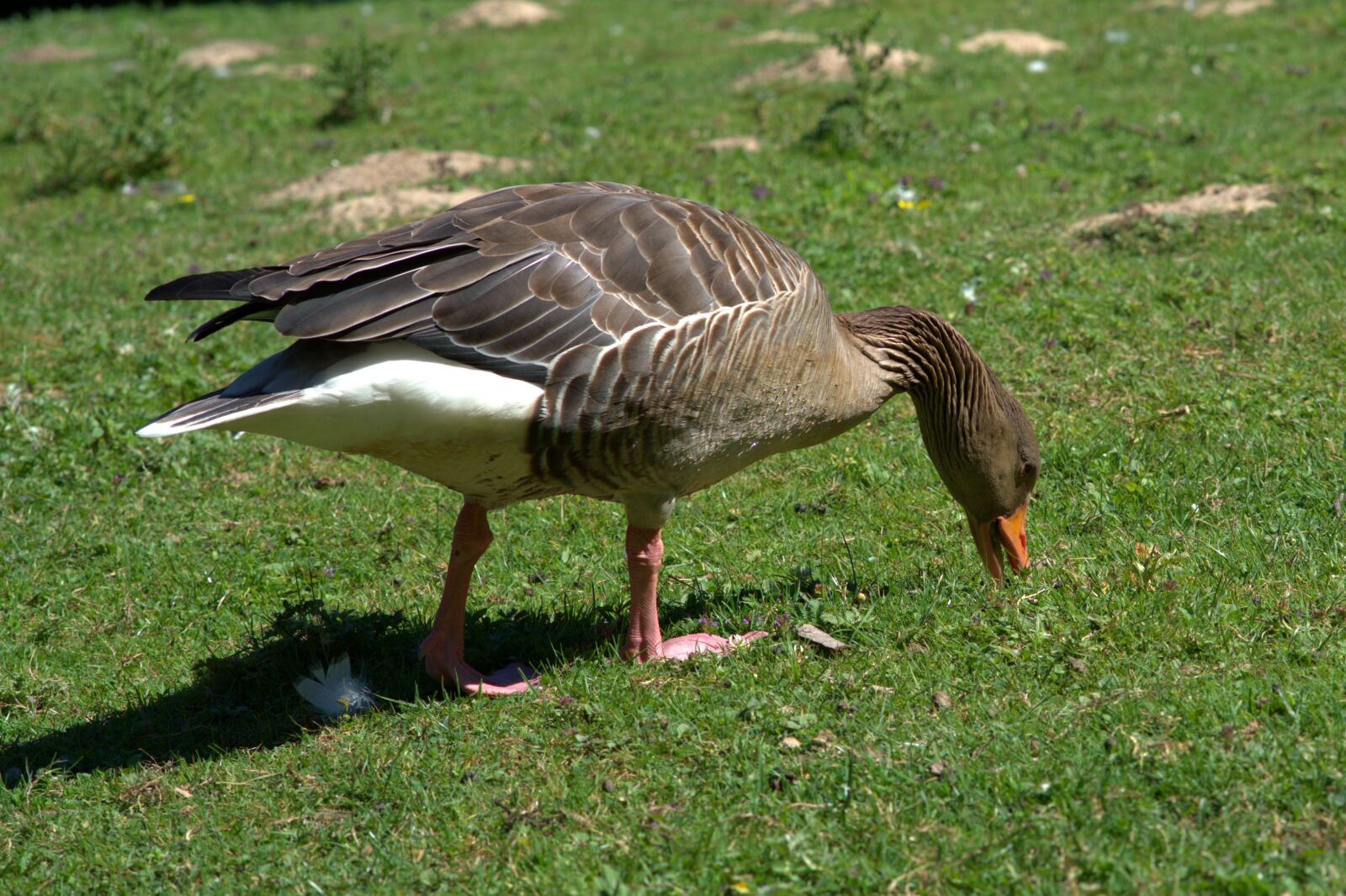 Sony a7 II sample photo. Wild goose, goose, bird photography