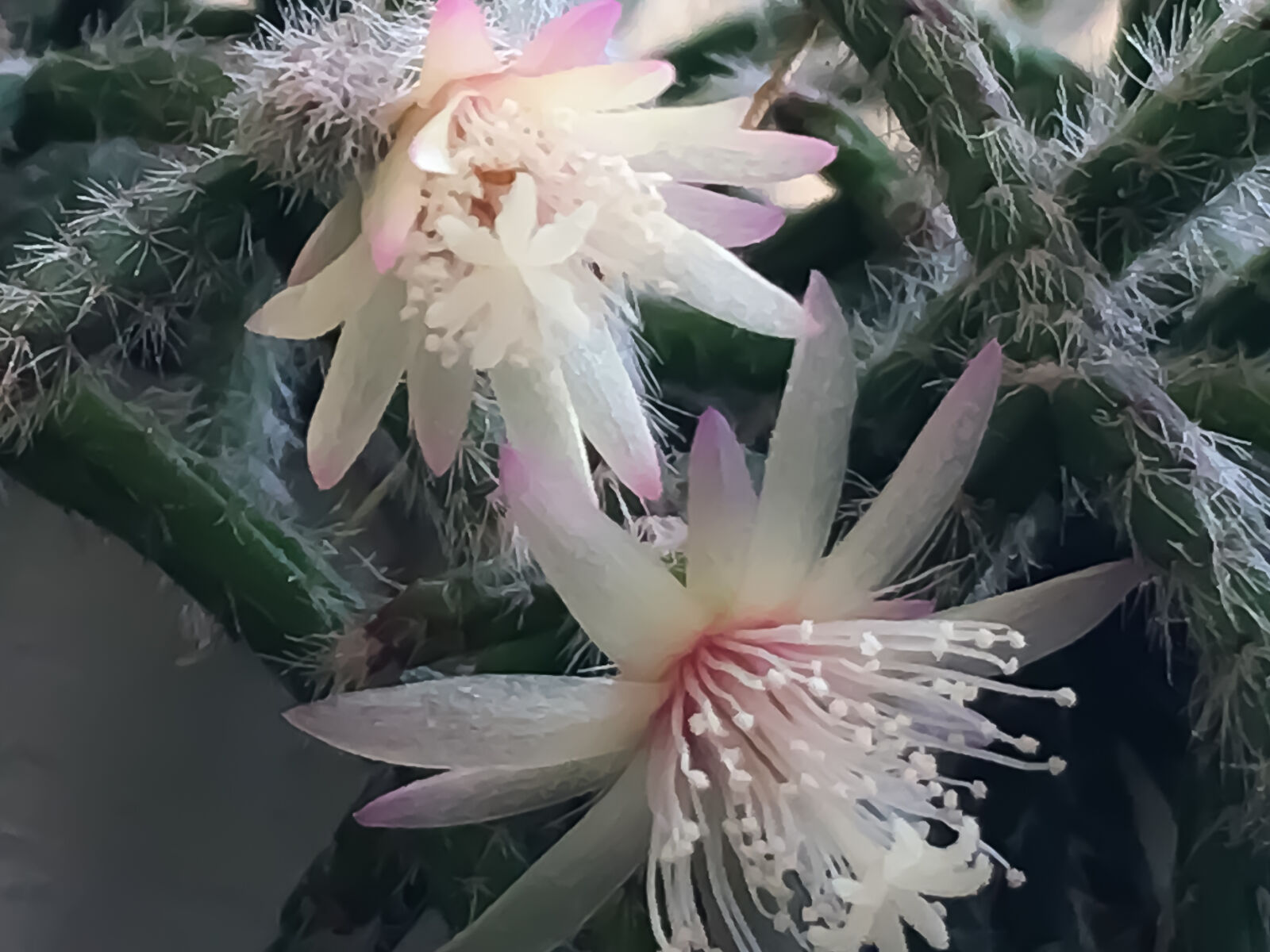 Apple iPhone 6s sample photo. Cactus, flowers photography