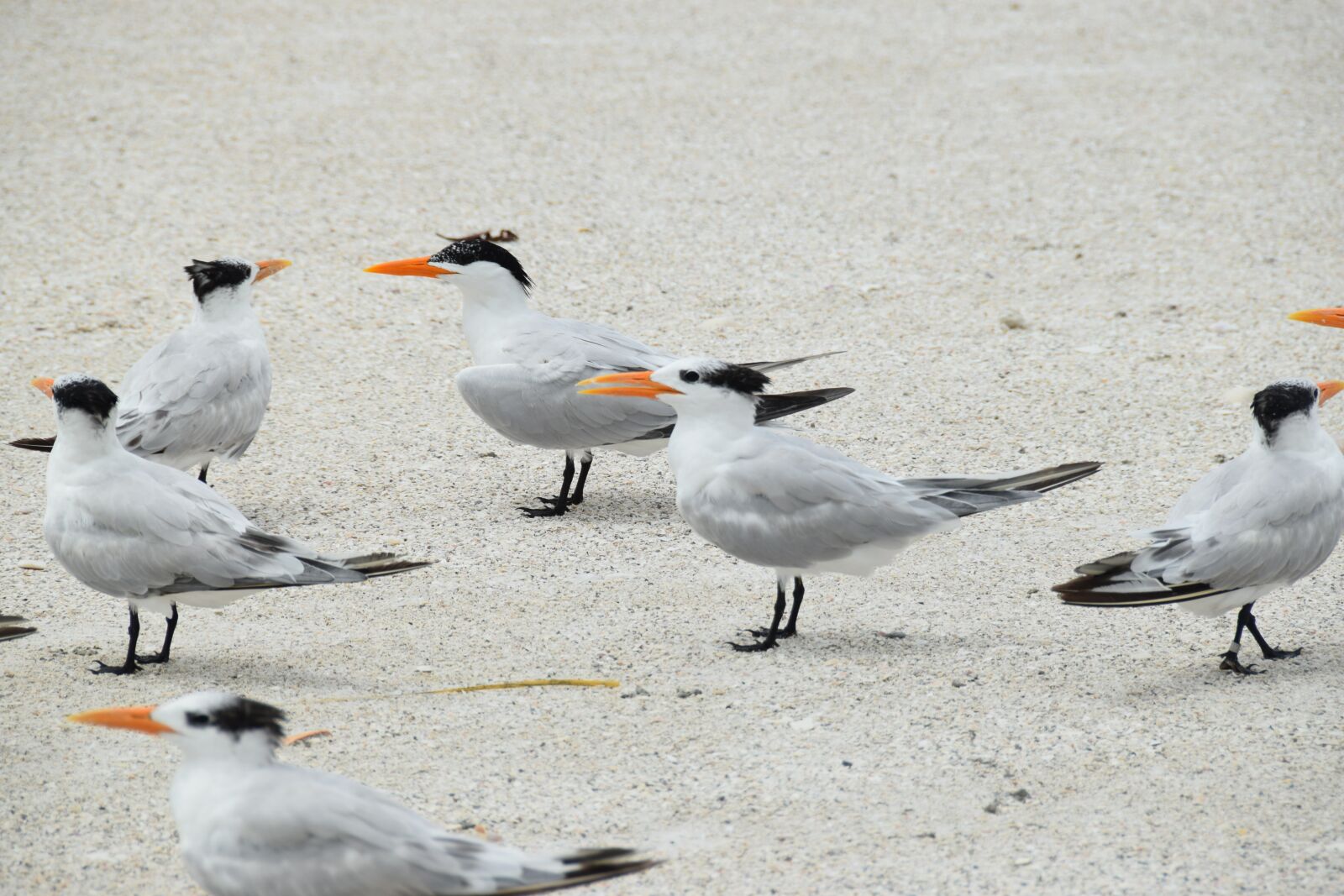 Nikon D3300 sample photo. Birds, standing, sand beach photography