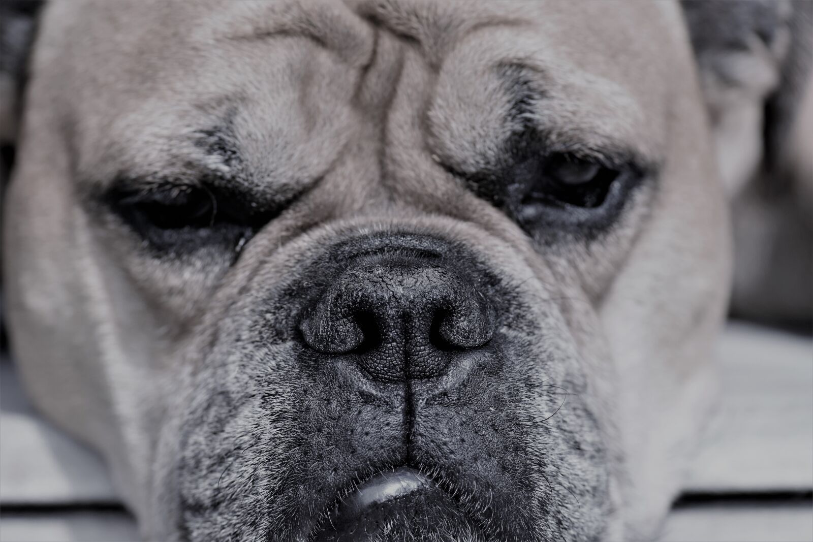 Nikon D5500 sample photo. Continental bulldog, animal, dog photography