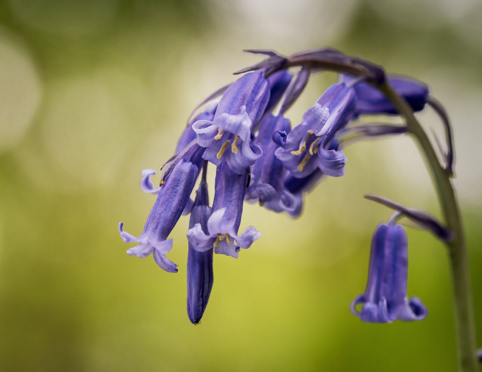 Nikon D810 sample photo. Bluebells, plant, nature photography