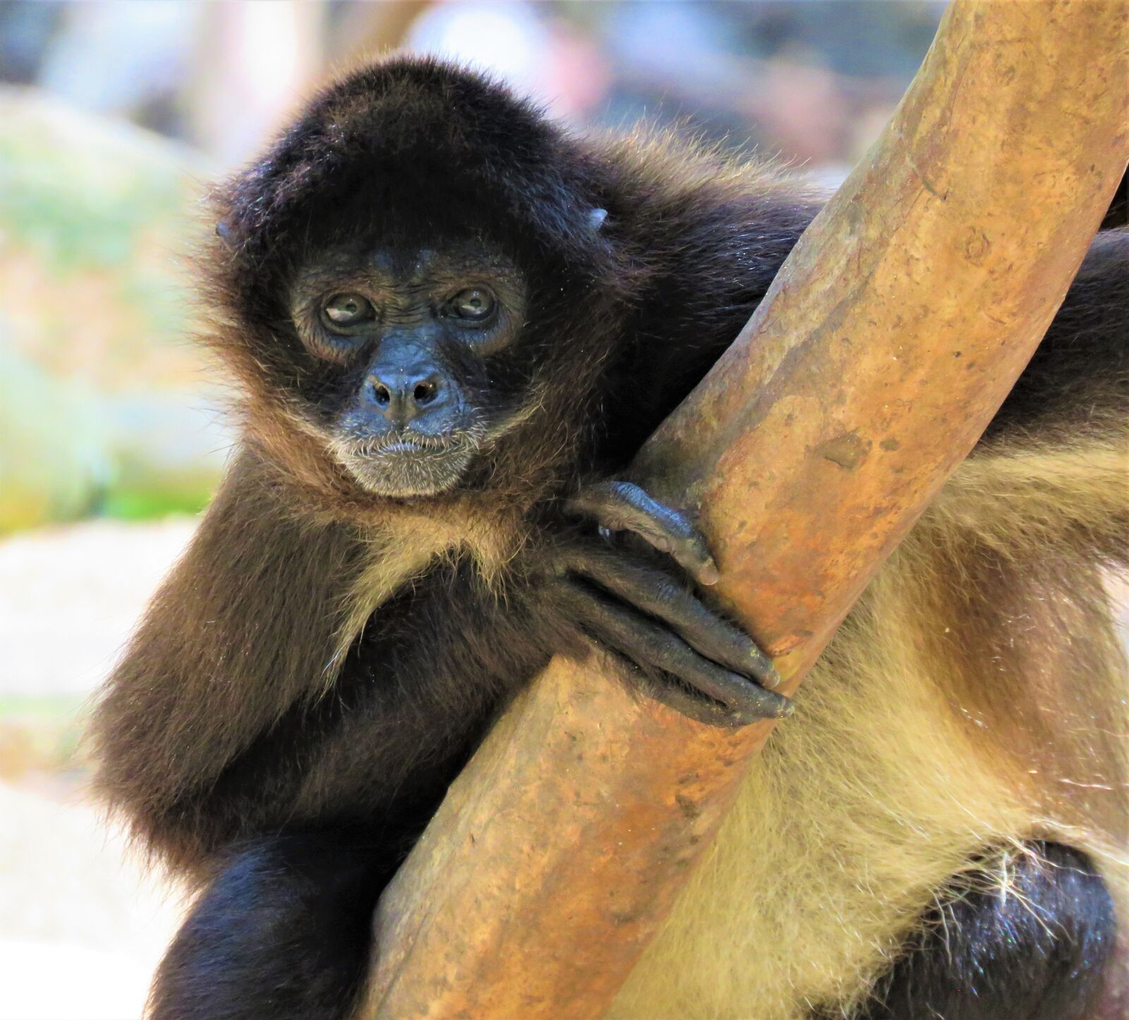 Canon PowerShot SX60 HS sample photo. Spider monkey, monkey, primate photography