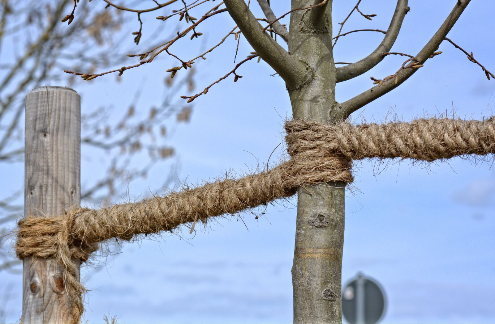 55.0-200.0mm f/4.0-f/5.6 sample photo. Fixing, dew, rope photography