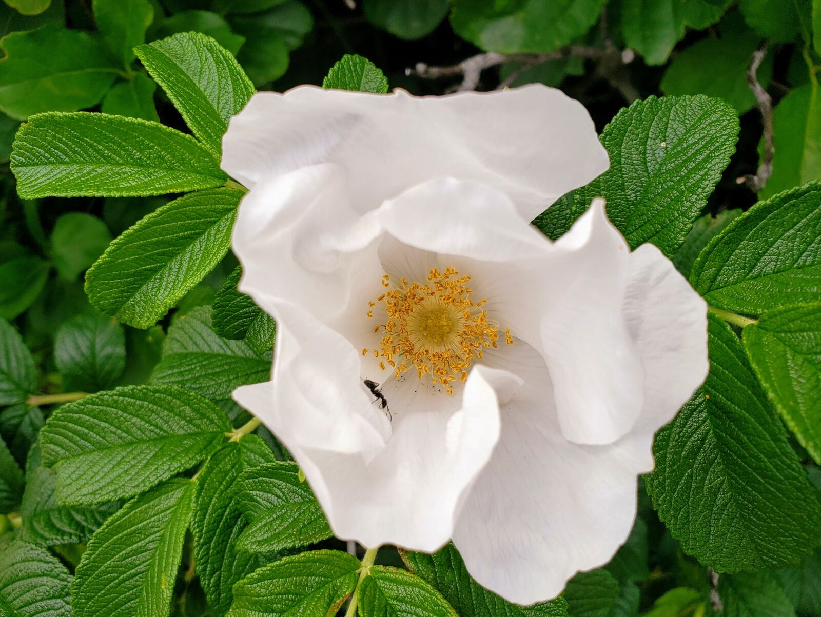 Samsung Galaxy S9 sample photo. Flower, white, ant photography