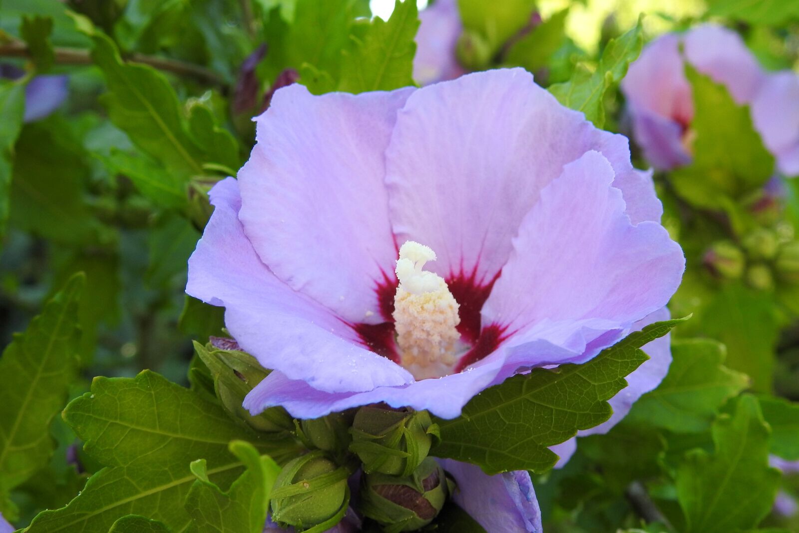 Nikon Coolpix P900 sample photo. Hibiscus, hibiscus flower, blue photography