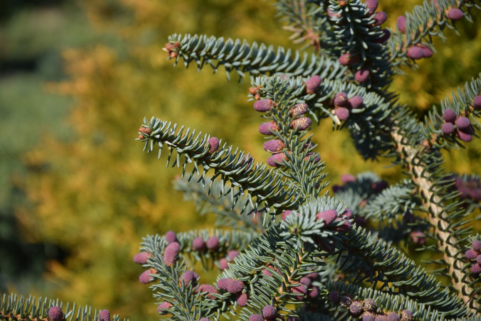Nikon D5300 sample photo. Spring, bush, cis photography