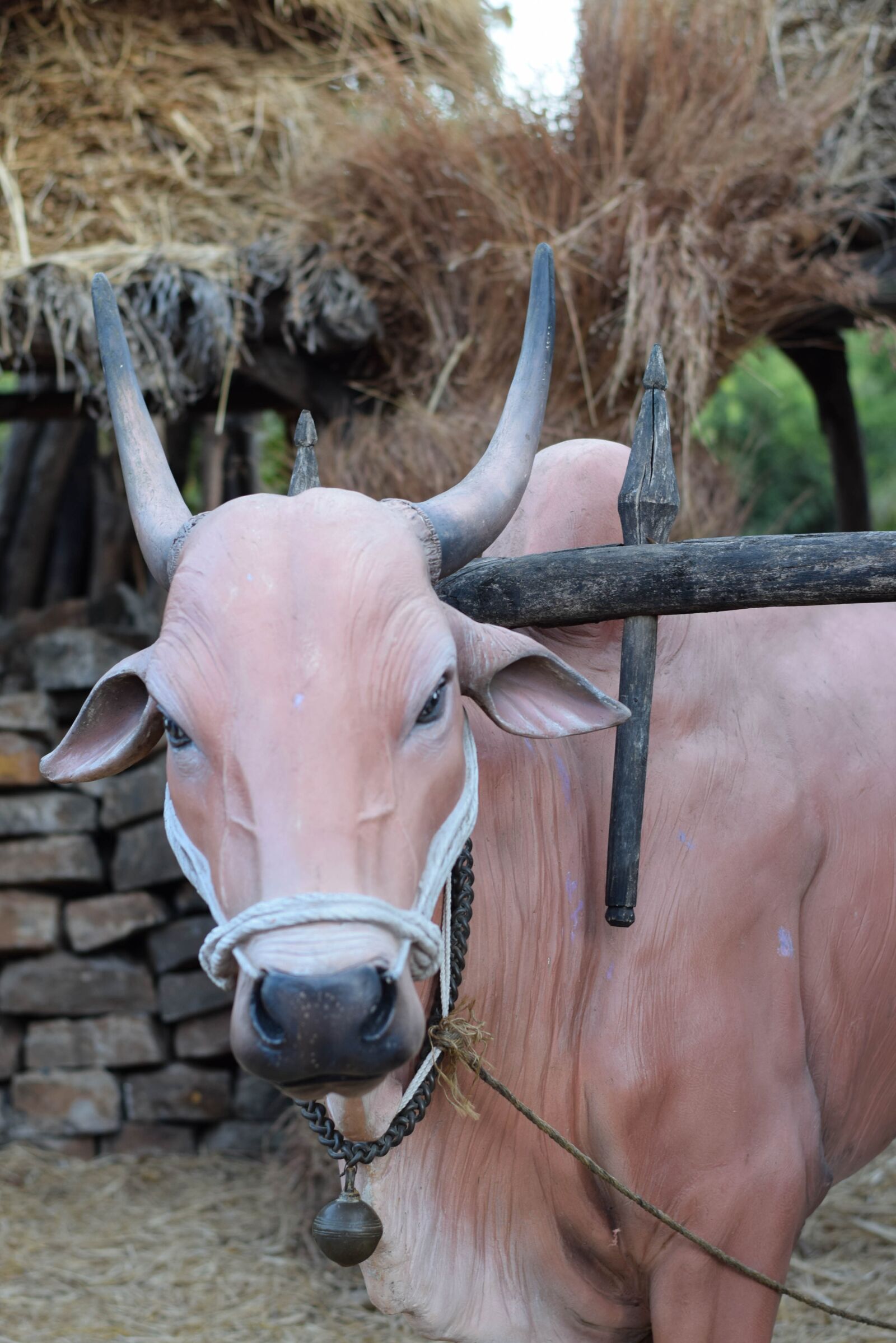 Nikon D5300 sample photo. Animal, bull, ox photography