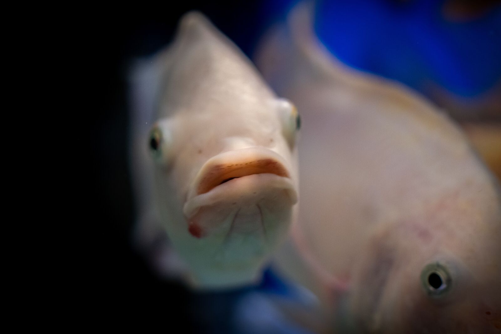 Nikon D500 sample photo. Fish, water, underwater photography