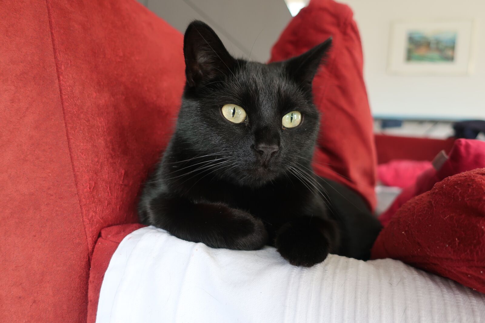 Canon PowerShot G9 X Mark II sample photo. Cat, cat's eyes, lying photography