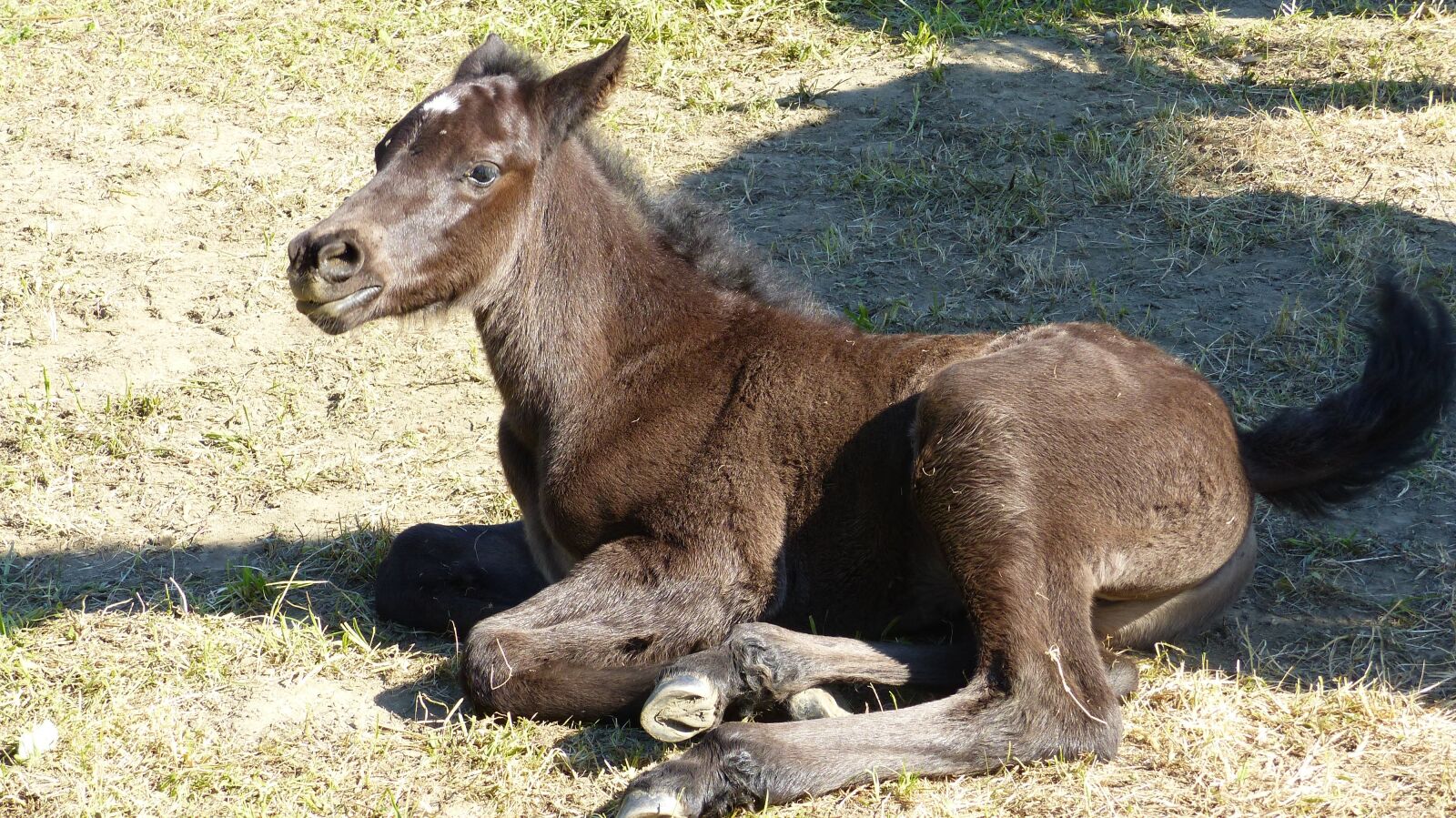 Panasonic Lumix DMC-FZ200 sample photo. Annimal, horse, foal resting photography