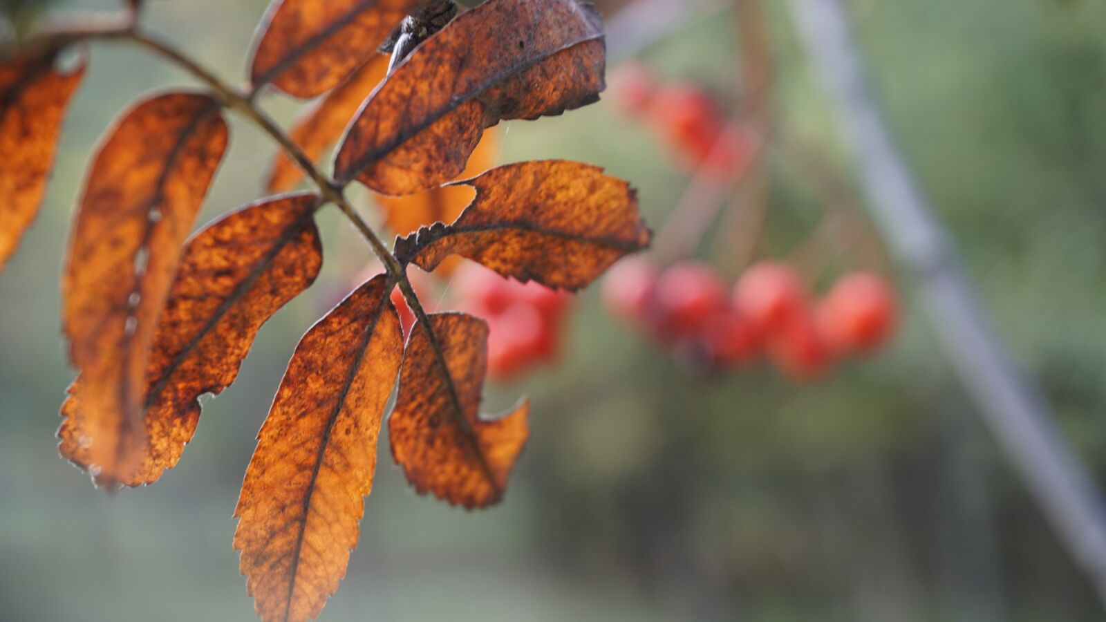 Sony E 16-50mm F3.5-5.6 PZ OSS sample photo. Autumn, leaves, fall foliage photography