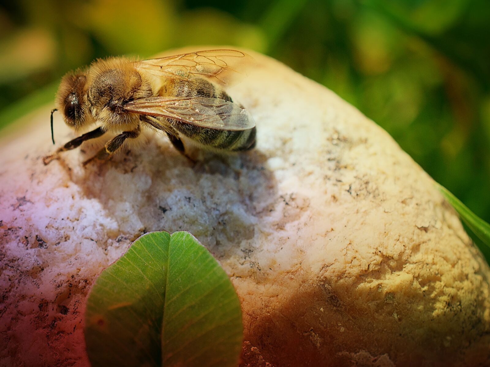 Nikon D3300 sample photo. Nature, insect, close up photography