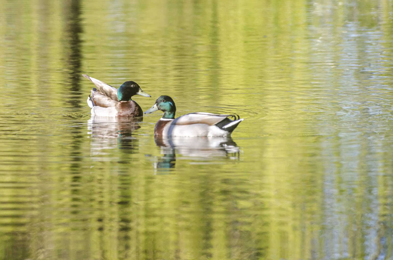 Nikon D7000 sample photo. Duck, mare, reflection photography