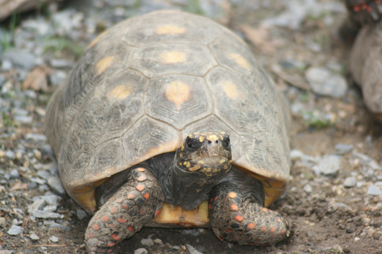 Canon EOS 400D (EOS Digital Rebel XTi / EOS Kiss Digital X) sample photo. Turtle, pet, tortoise photography