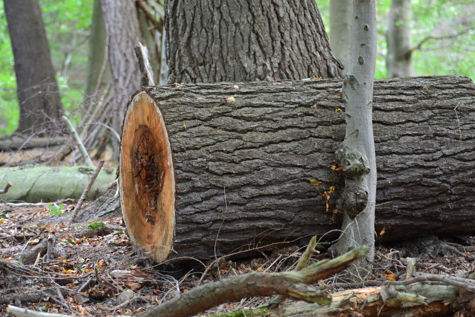 Nikon D3100 sample photo. Fallen, tree, log, loungers photography