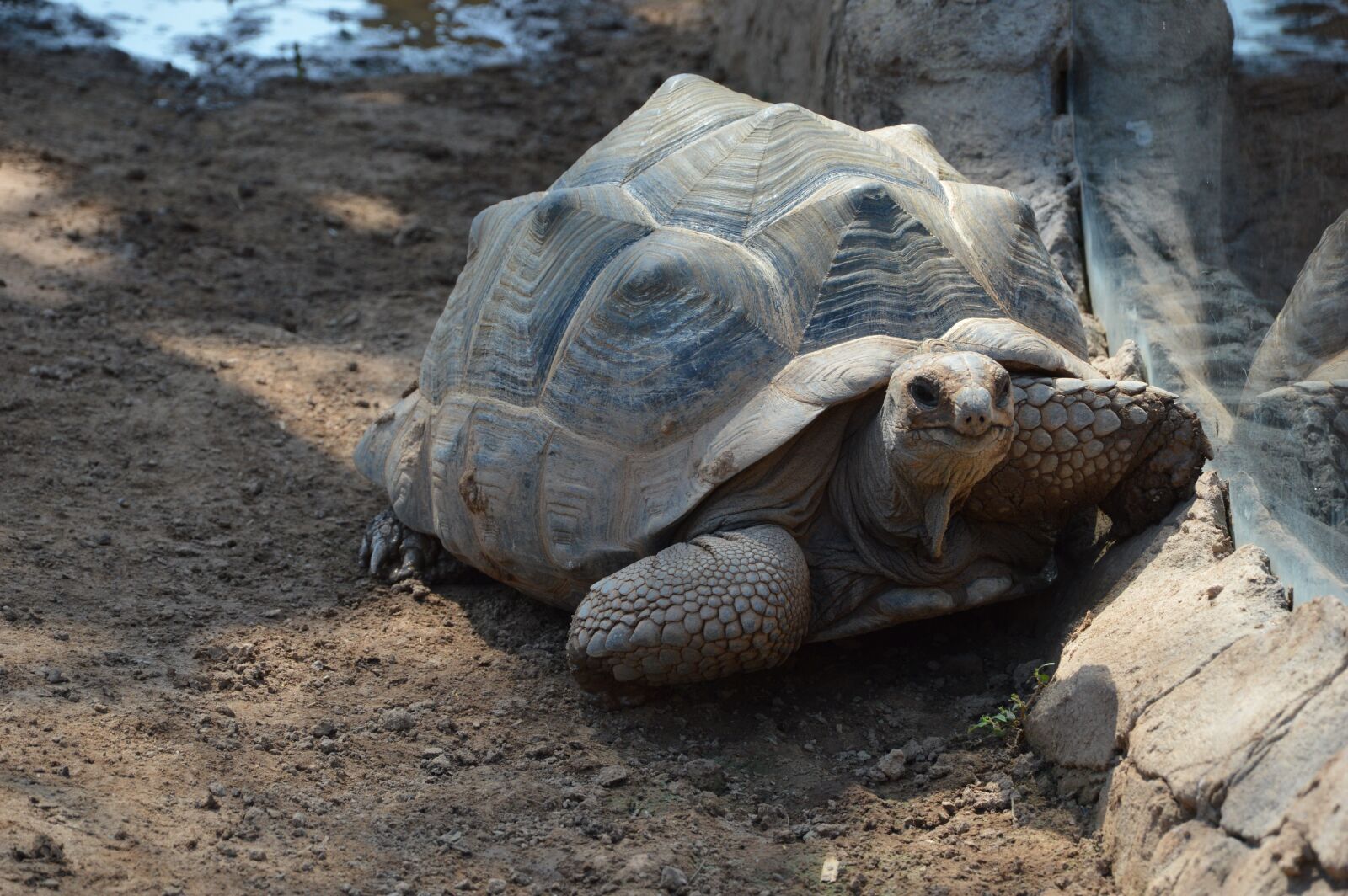 Nikon D3200 sample photo. Turtle, reptile, animal photography