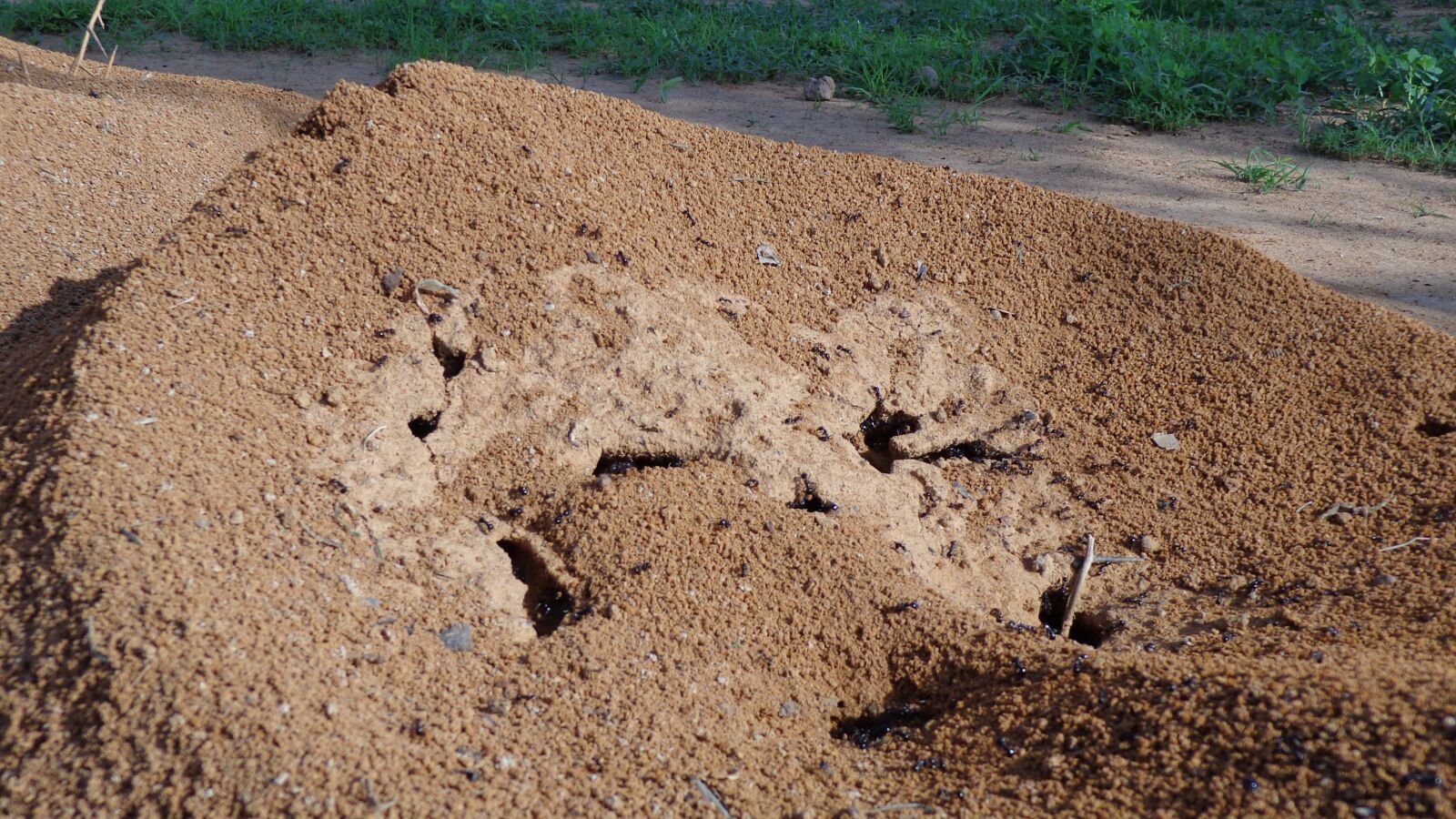 Sony Cyber-shot DSC-H90 sample photo. Anthill, nature, ant photography