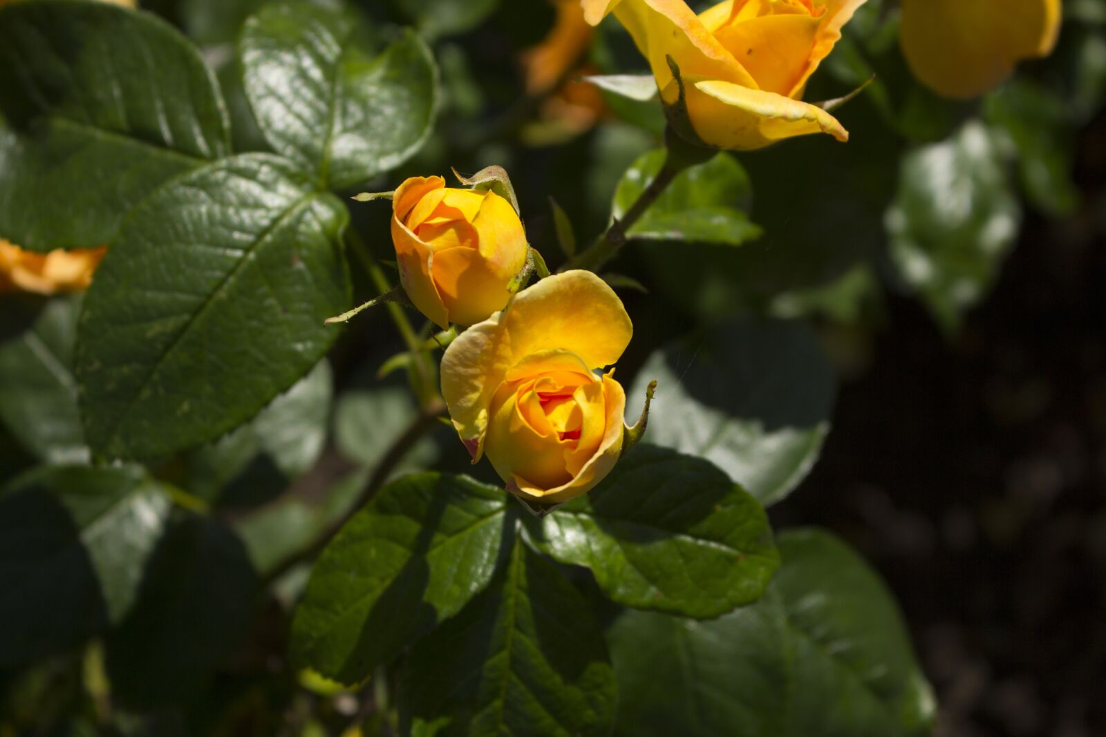 Canon EOS 60D sample photo. Rose, nature, yellow rose photography