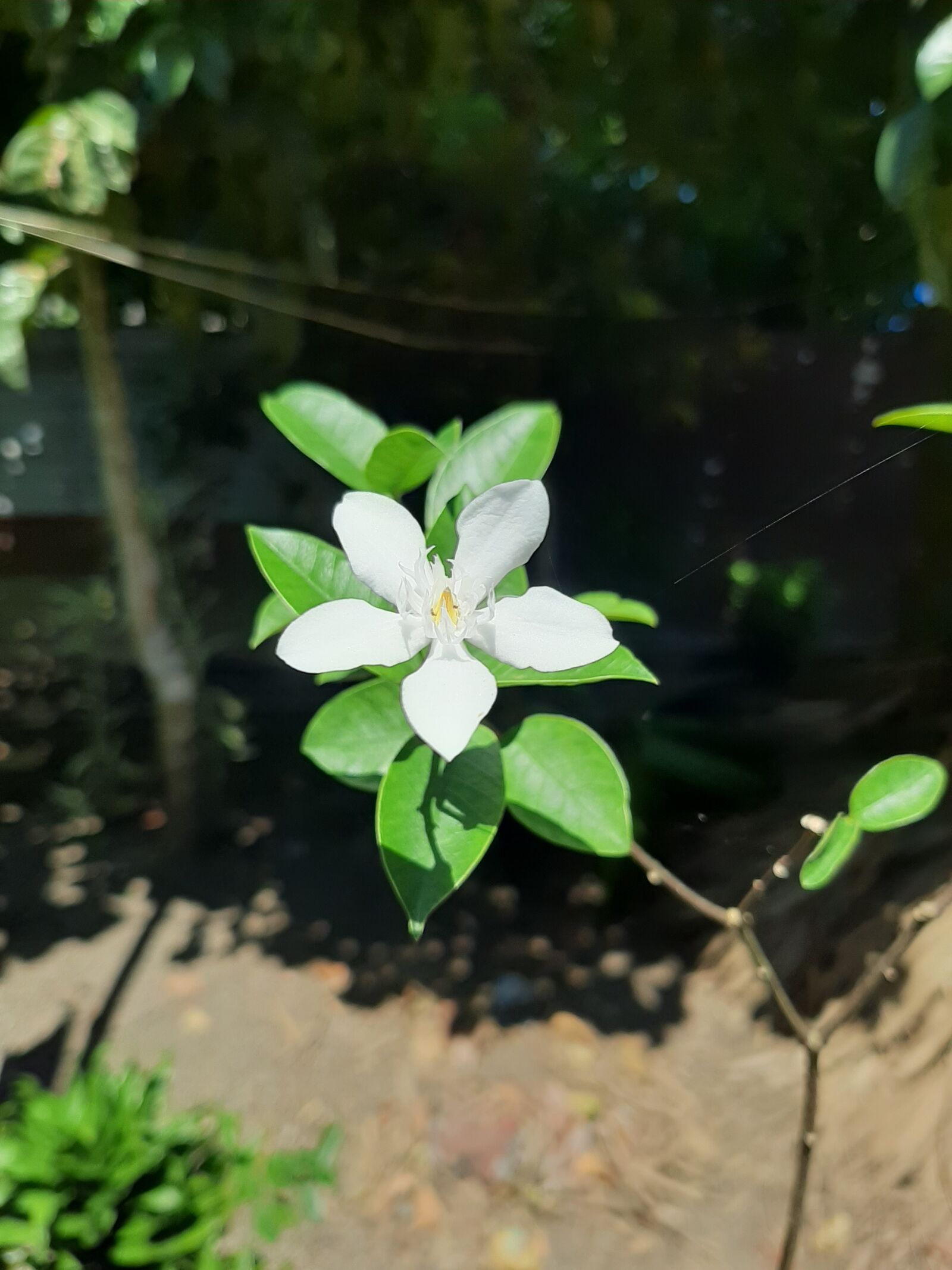 Samsung Galaxy A50 sample photo. Flower, white, green photography