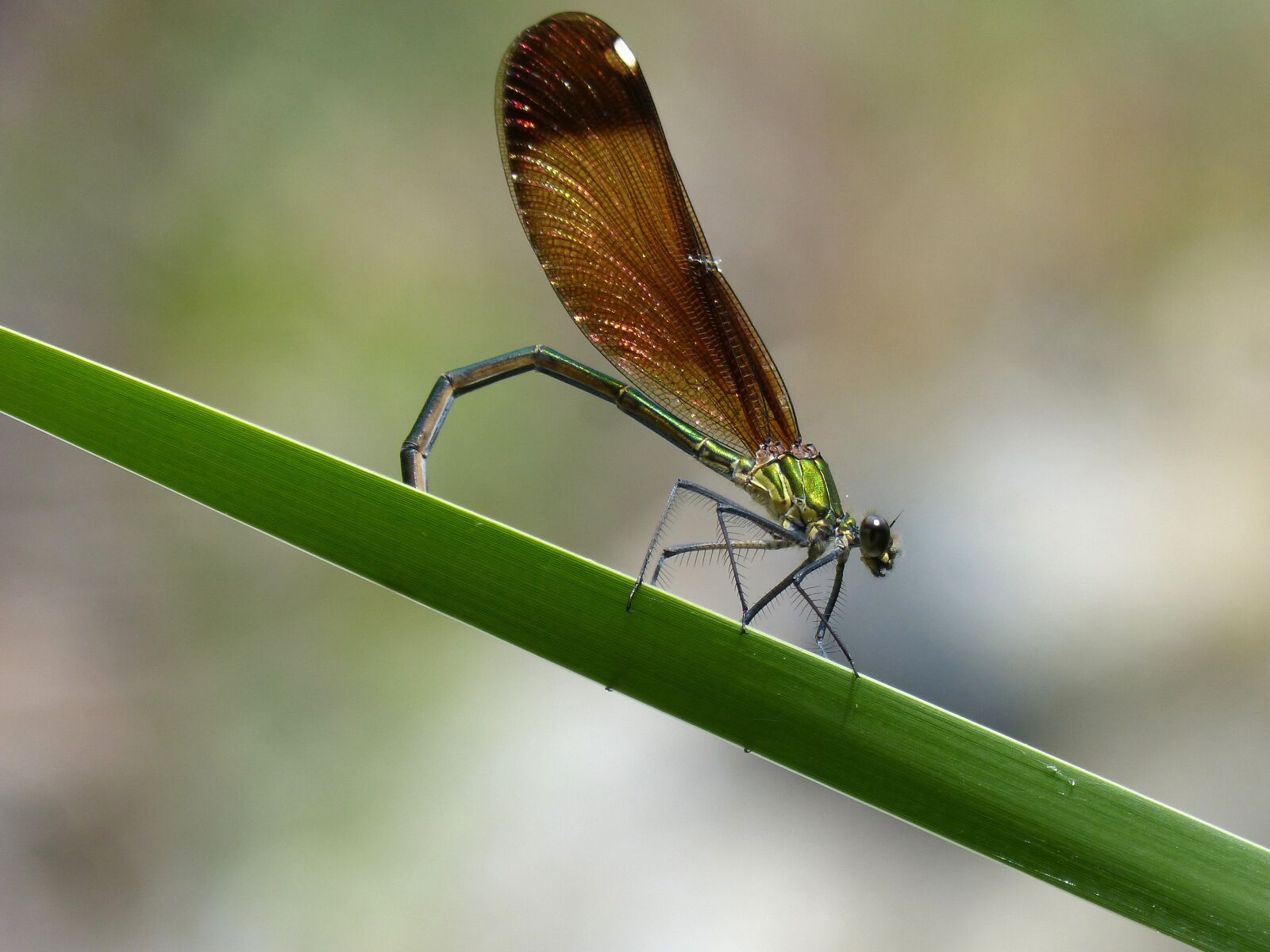 Panasonic DMC-FZ62 sample photo. Dragonfly, damselfly, calopteryx virgo photography