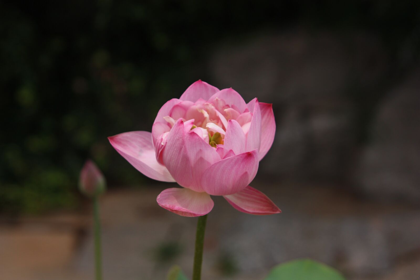 Canon EOS 450D (EOS Rebel XSi / EOS Kiss X2) sample photo. Lotus, jinan, baotu spring photography