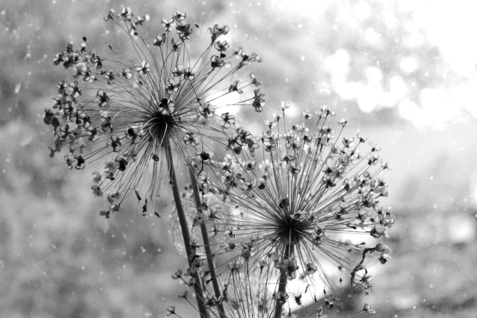 Canon EOS 2000D (EOS Rebel T7 / EOS Kiss X90 / EOS 1500D) sample photo. Dry bouquet, black, white photography