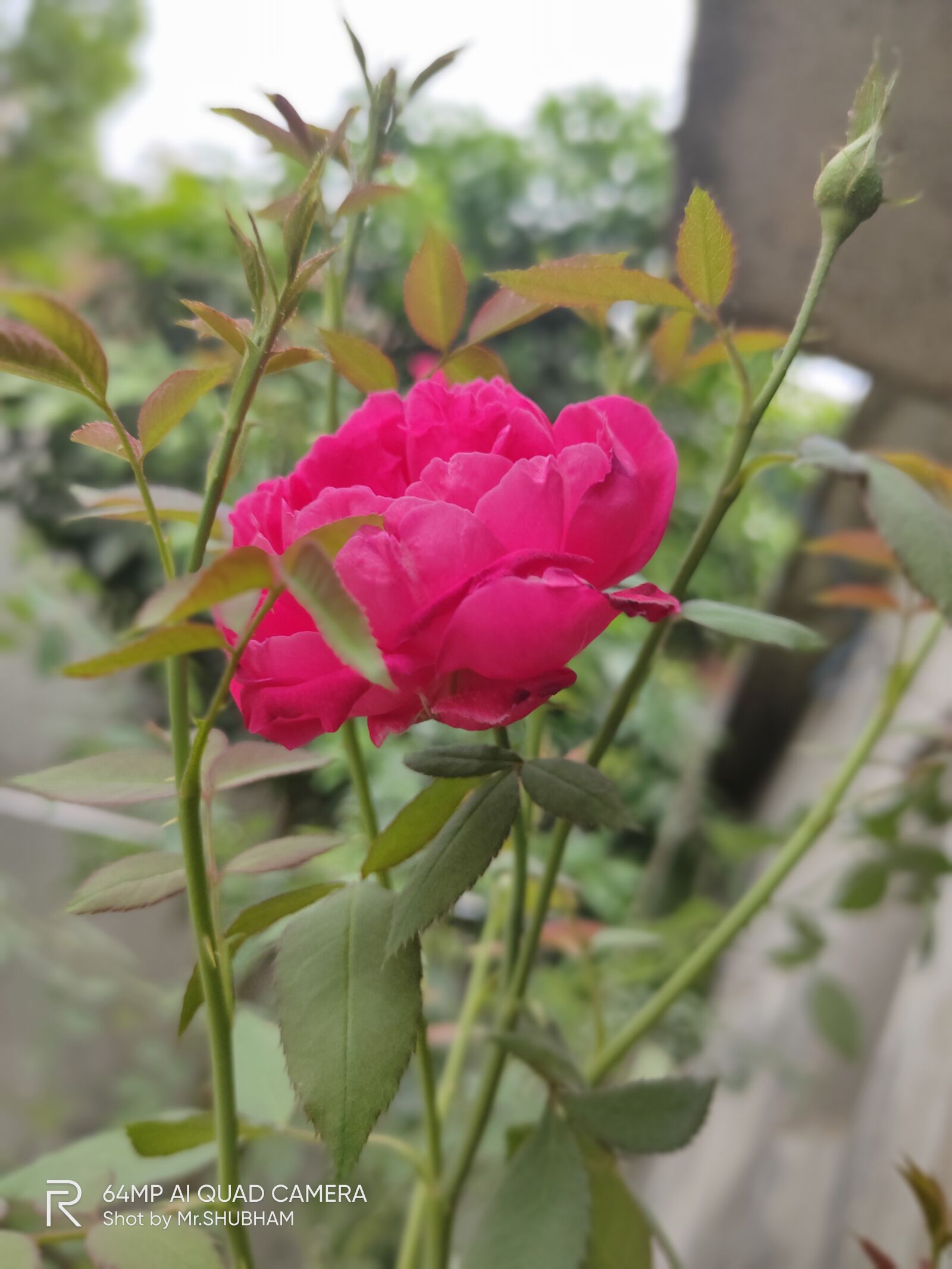 Realme XT sample photo. Labour day, leap day photography