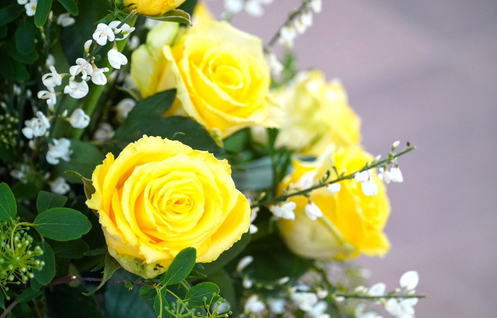 Sony E PZ 18-105mm F4 G OSS sample photo. Roses, yellow, flower photography