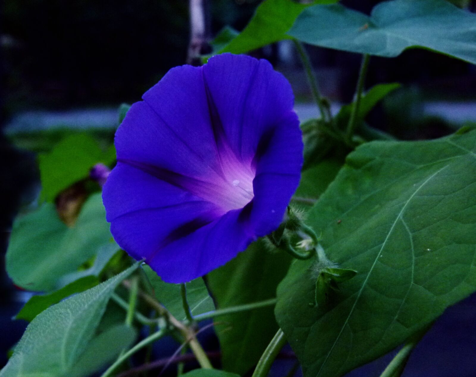 Panasonic Lumix DMC-FZ100 sample photo. Morning glory, blue, flower photography