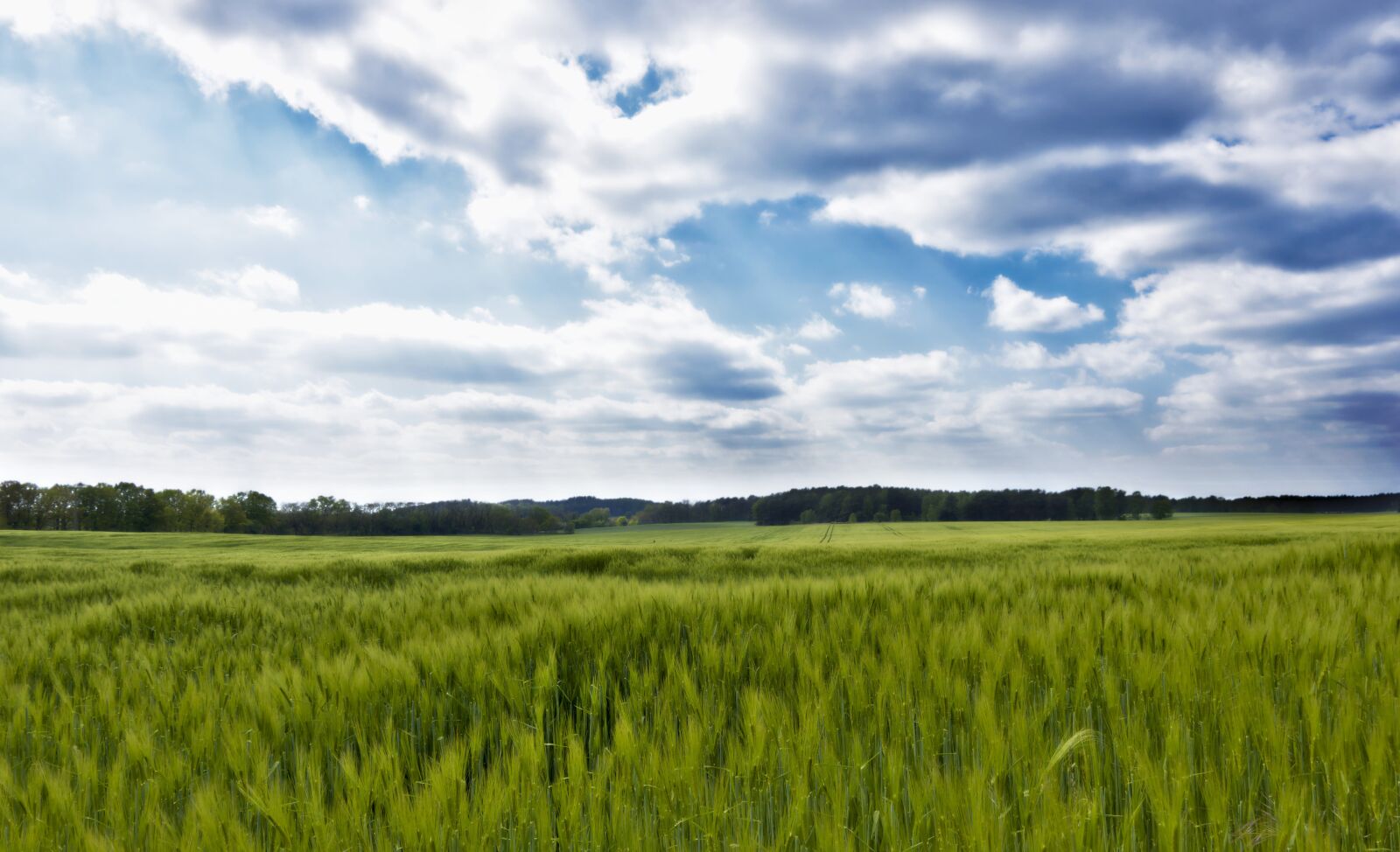 Nikon D5600 sample photo. Field, cornfield, cereals photography