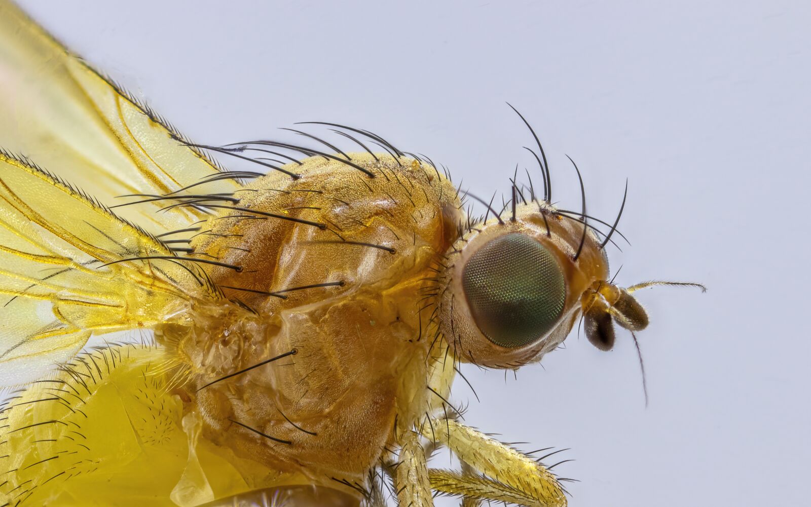 Canon MP-E 65mm F2.5 1-5x Macro Photo sample photo. Fly, insect, macro photography