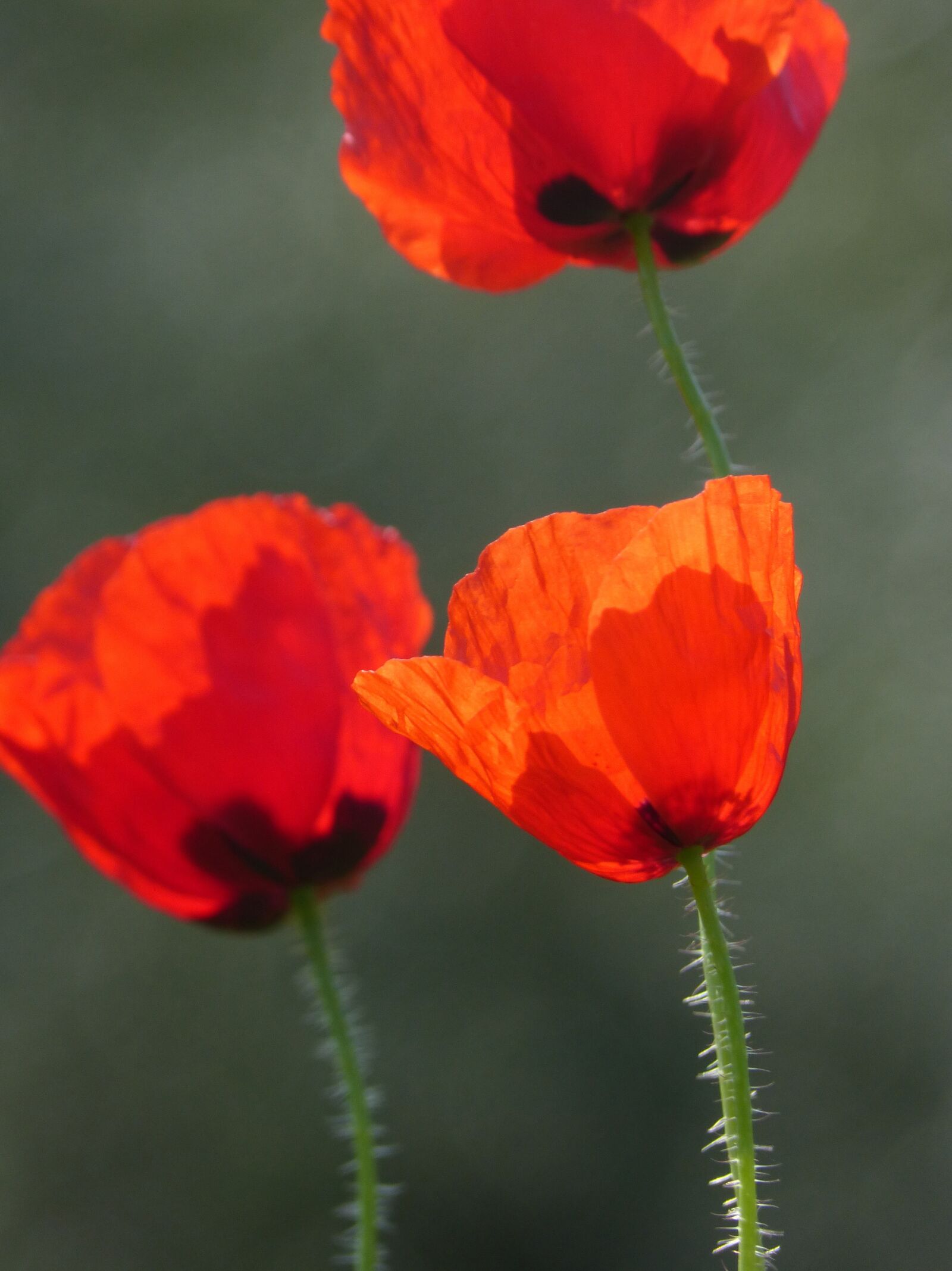 Panasonic DMC-FZ62 sample photo. Poppy, rosella, ababol photography