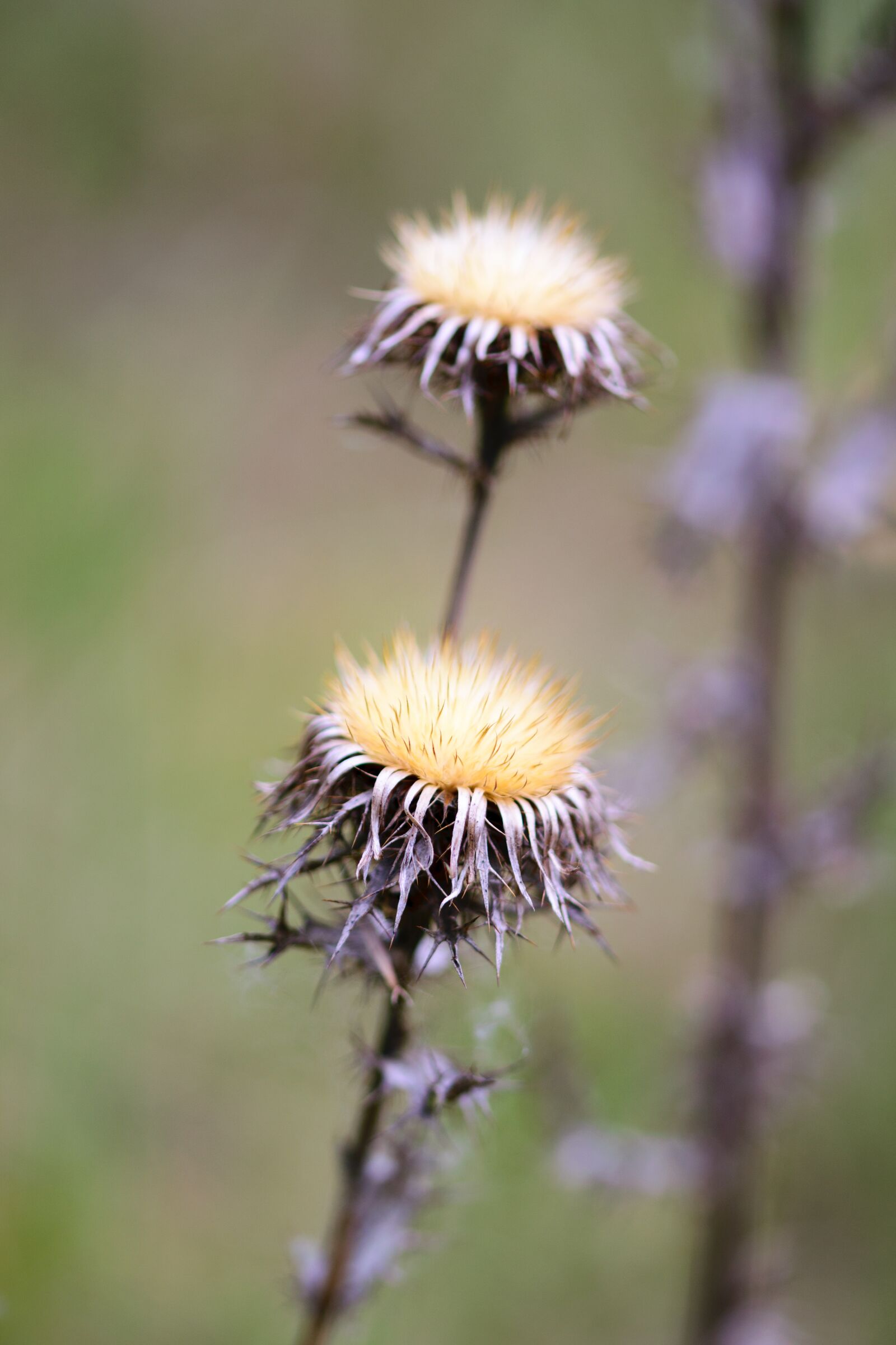 Nikon D5300 sample photo. Nature, dandelion, plant photography