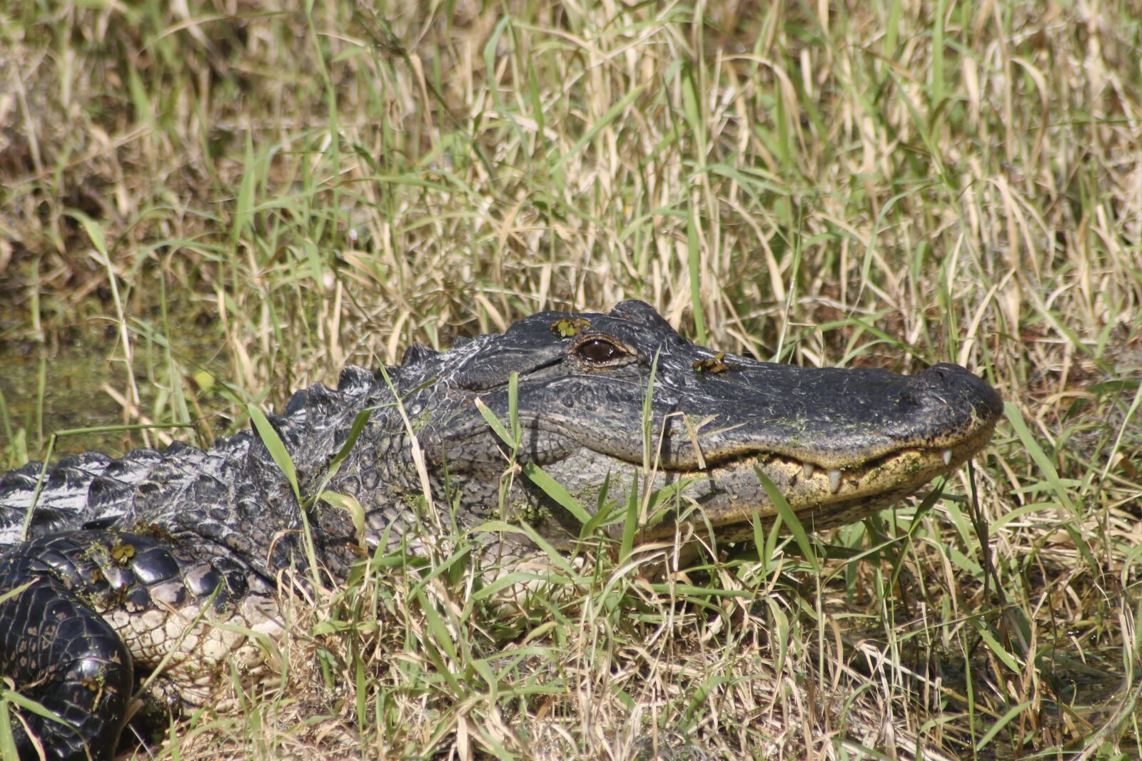 Canon EOS 1100D (EOS Rebel T3 / EOS Kiss X50) sample photo. Alligator, nature, florida photography