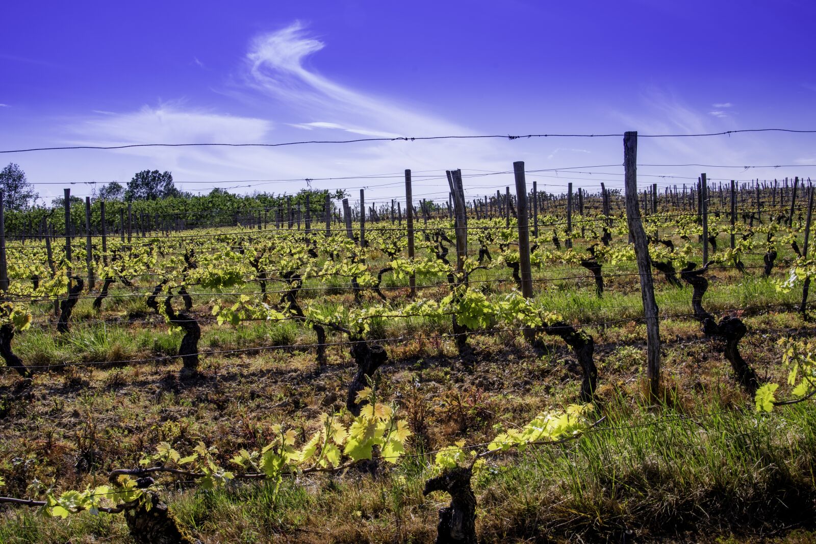 Nikon D7500 sample photo. Vine, wine, vines photography