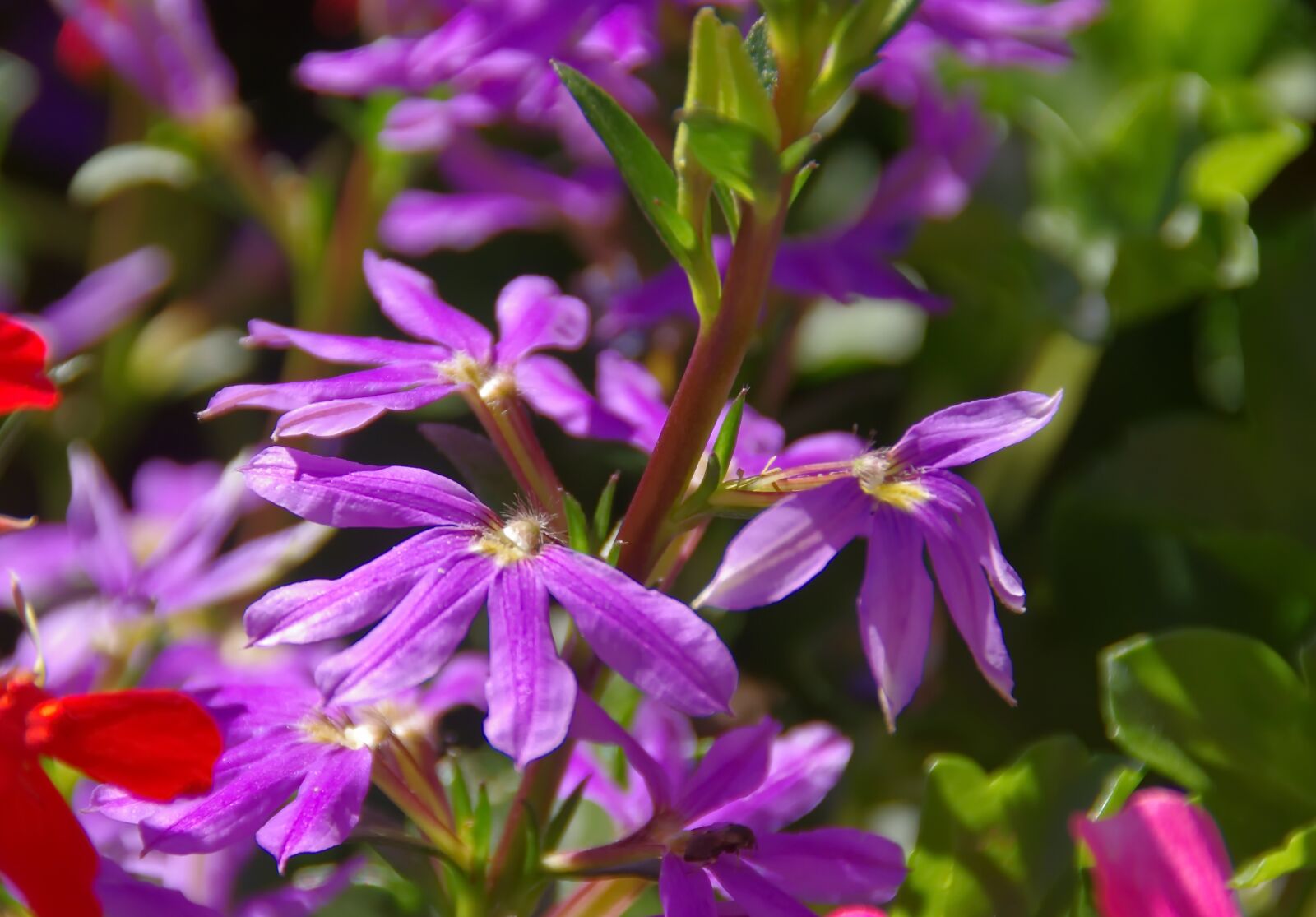 Pentax K-5 sample photo. Flower, violet, alpine erine photography