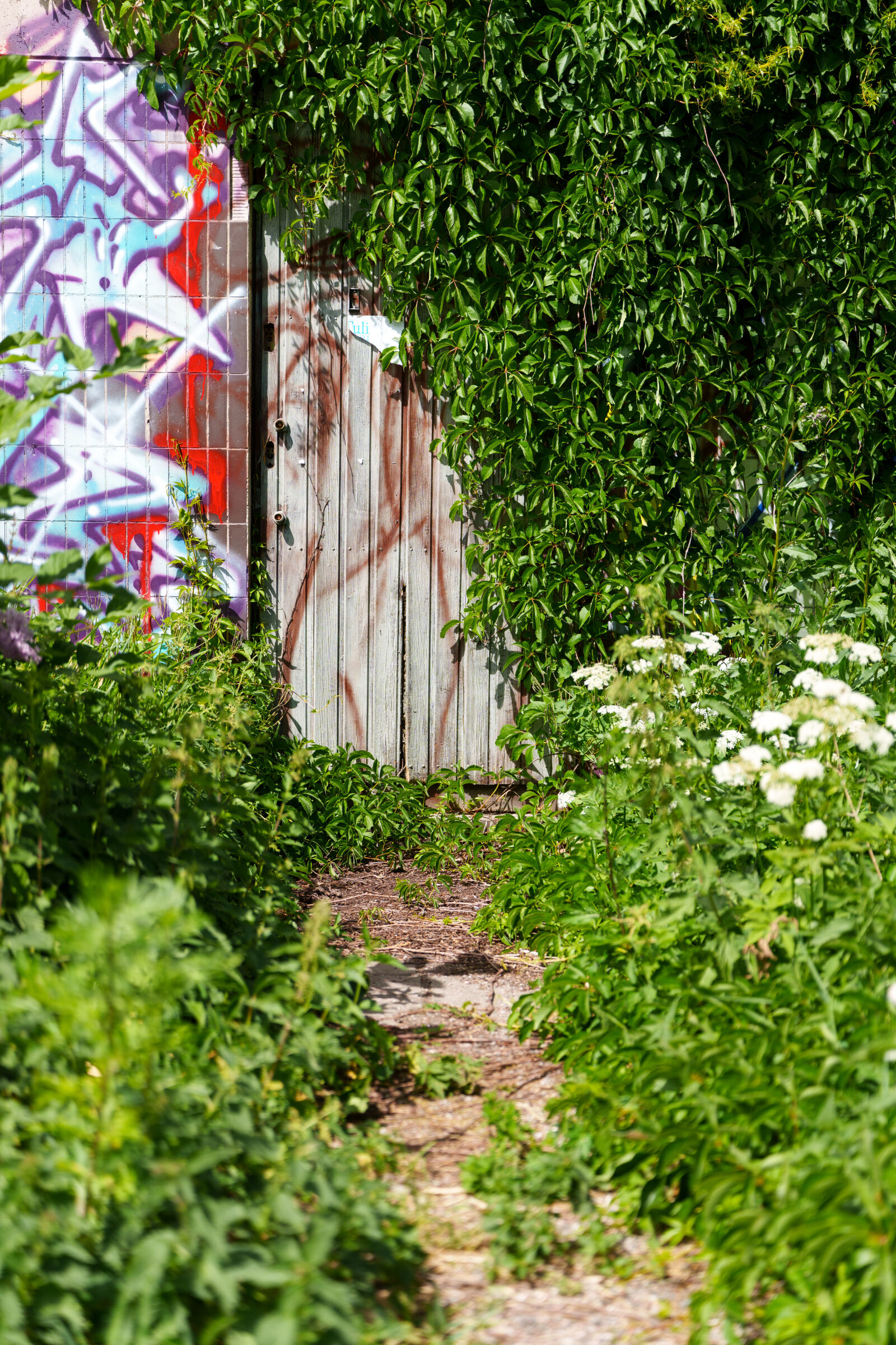 Sony a7R V sample photo. Overgrown path photography