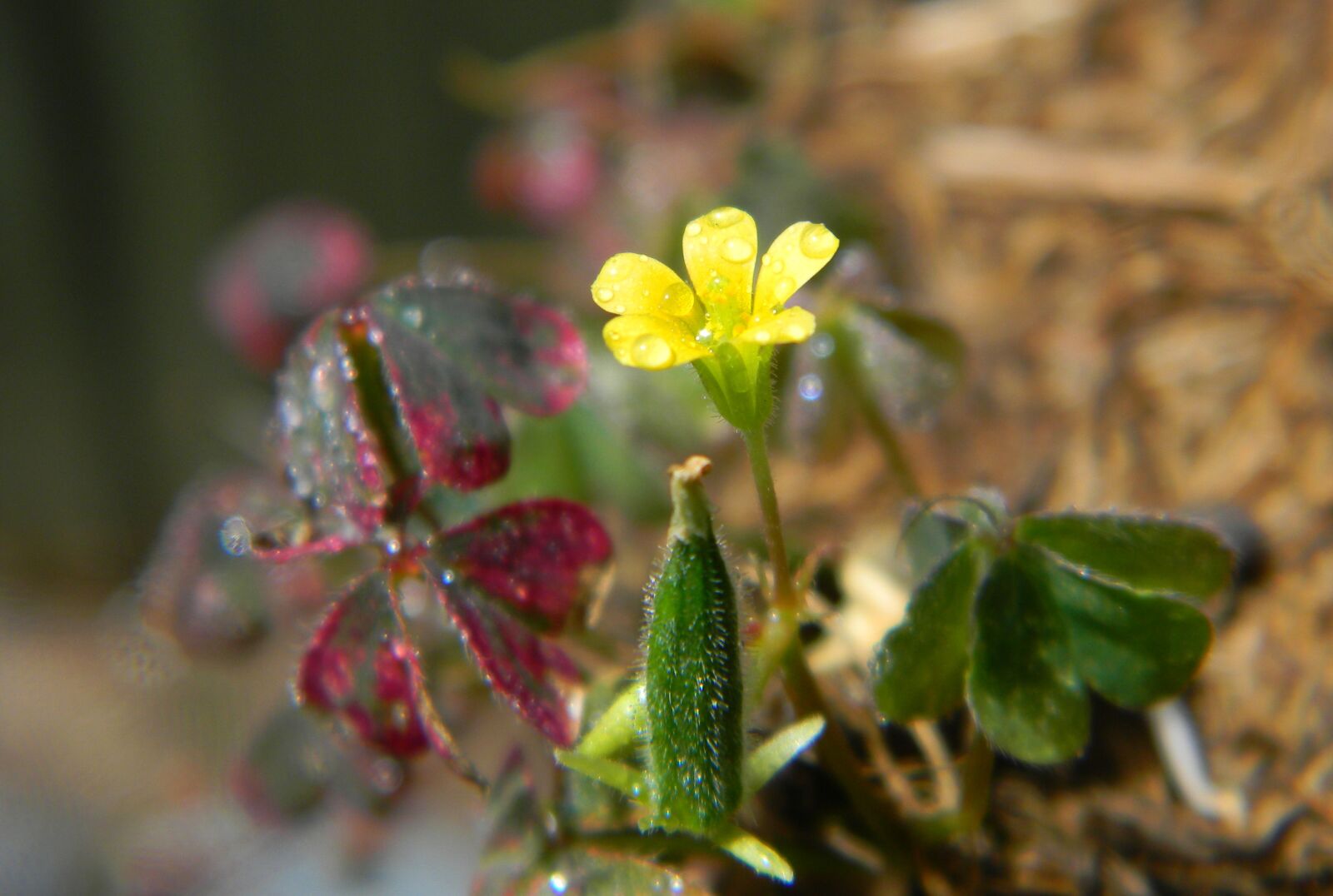 Nikon Coolpix L110 sample photo. Flower, yellow, yellow flowers photography