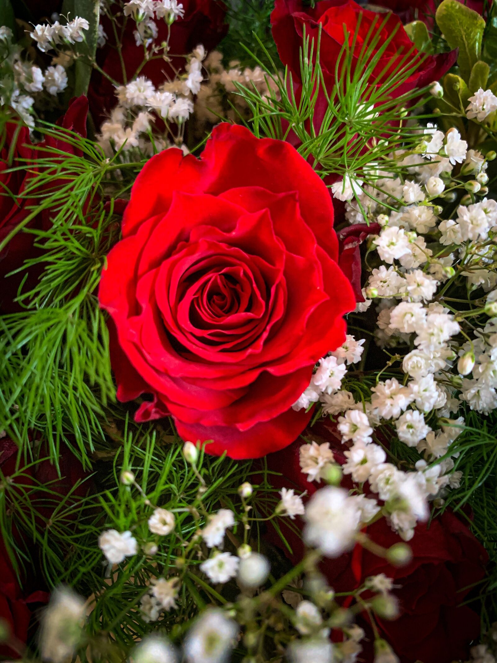 Apple iPhone XS sample photo. Rose, flower, love photography