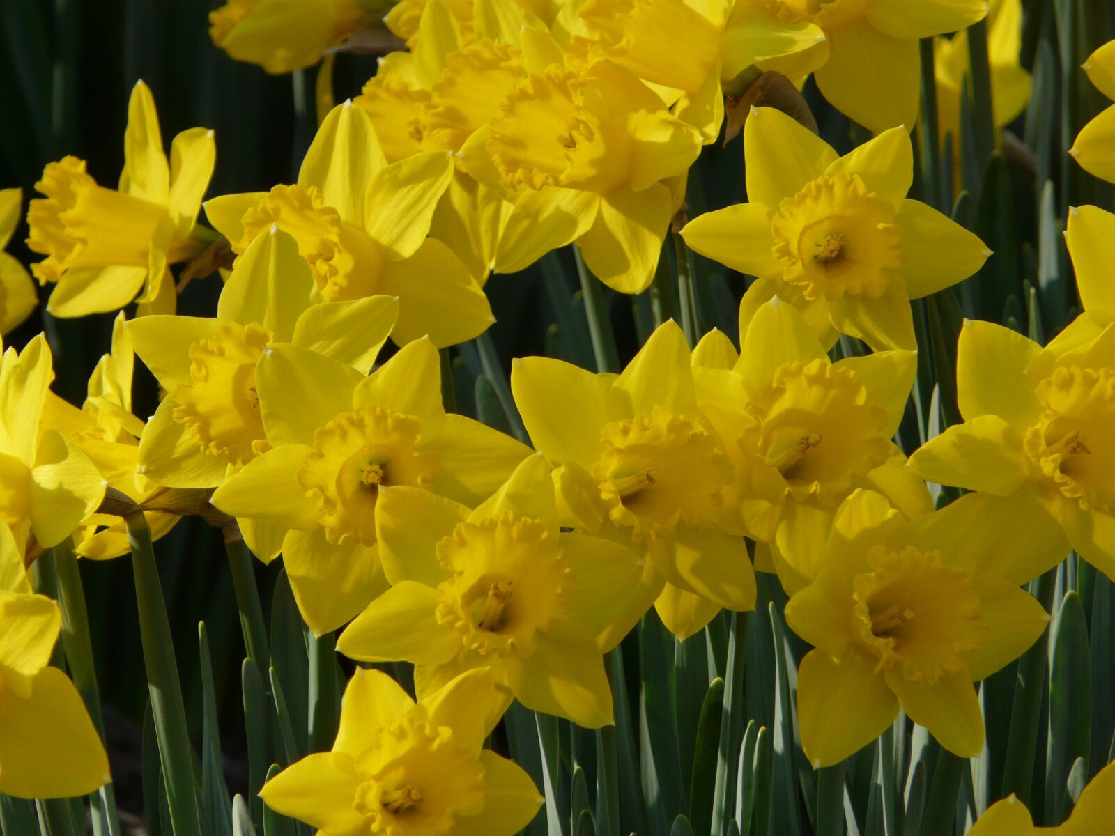 Panasonic DMC-FZ18 sample photo. Daffodil, spring, yellow photography