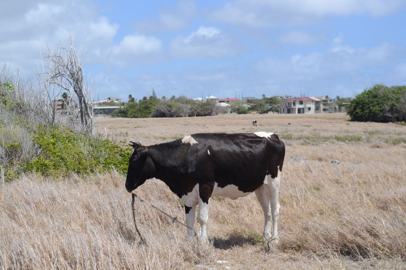 Nikon D3100 sample photo. Cow, livestock, animal photography