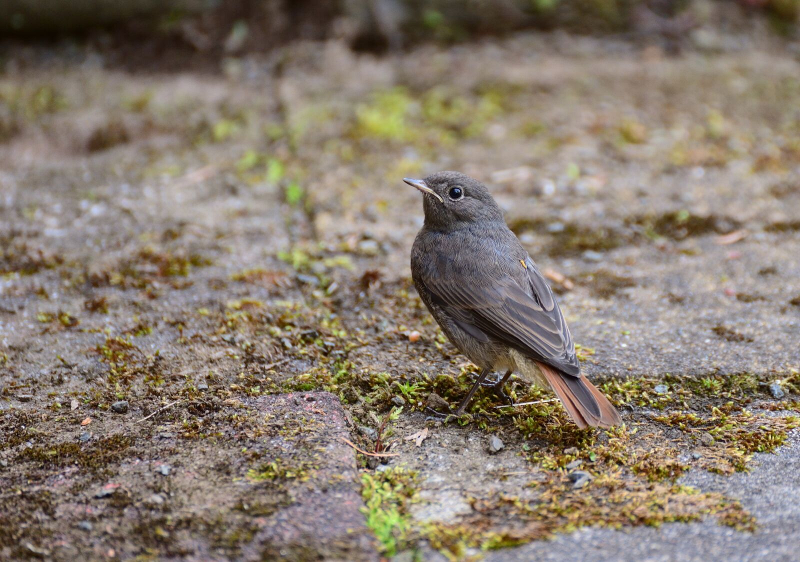 Nikon D610 sample photo. Rotschwaenzchen, black redstart, sparrow photography