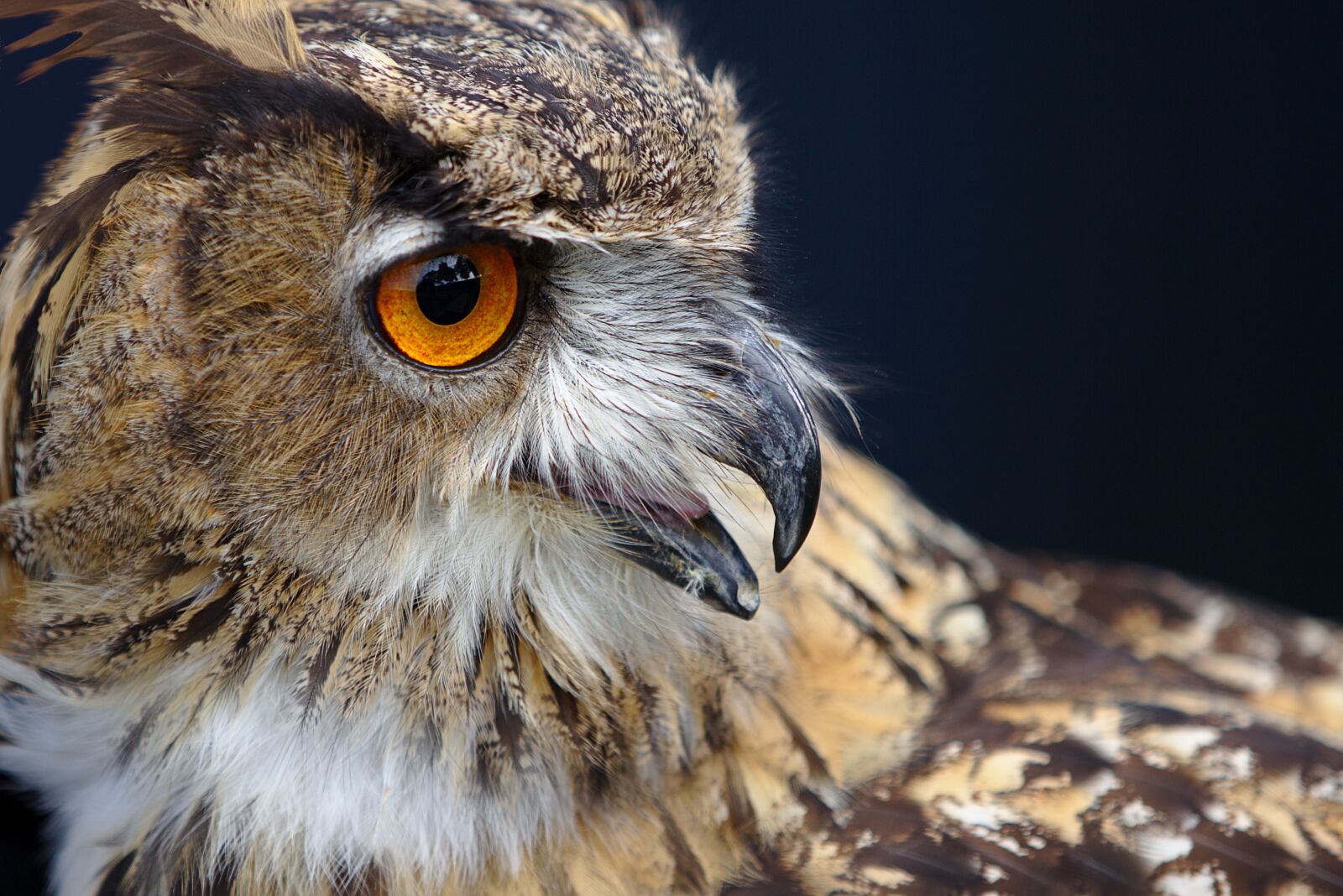 Canon EOS 6D sample photo. Eagle owl, owl, raptor photography