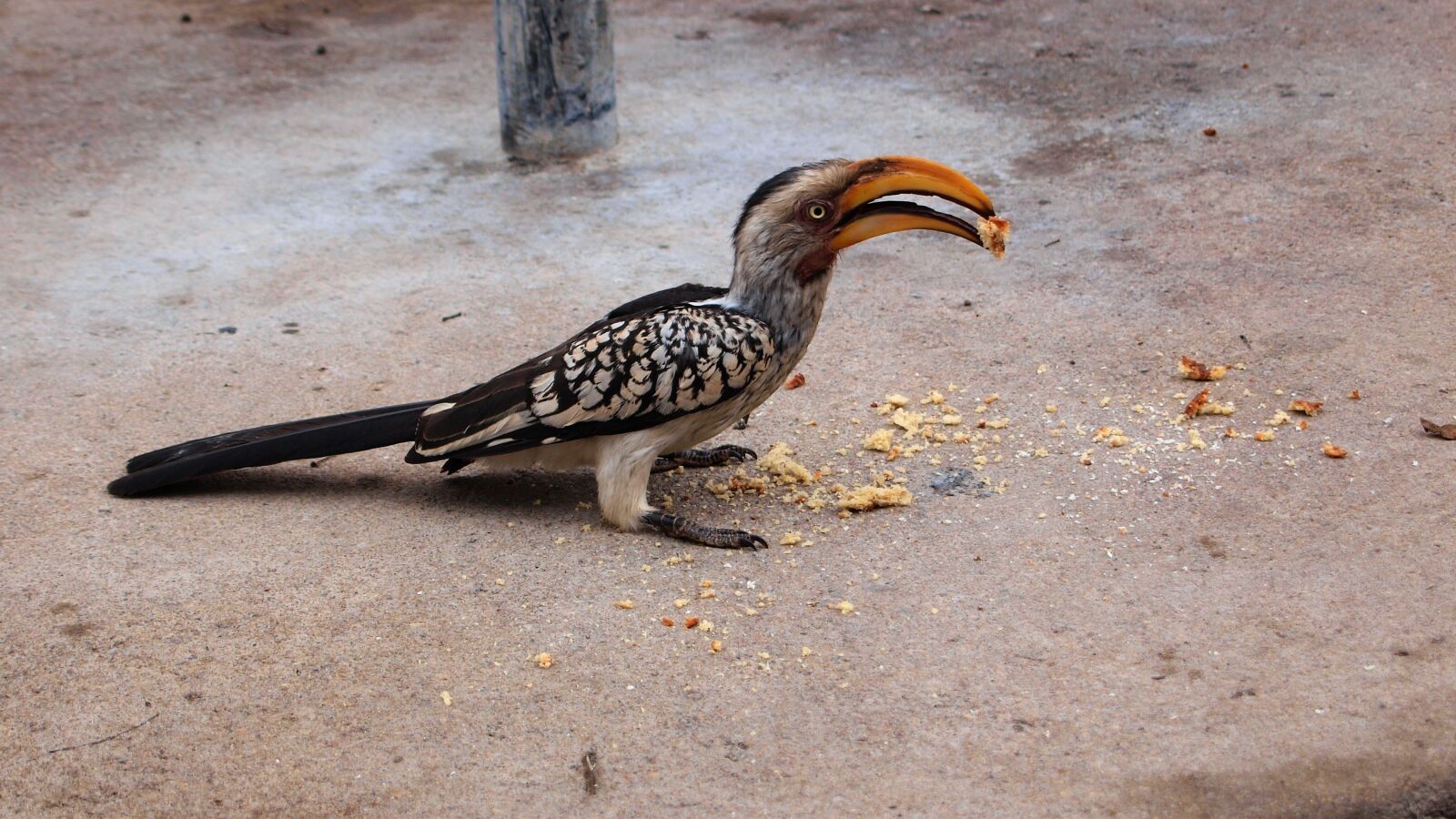 Olympus E-420 (EVOLT E-420) sample photo. Toko, bird, safari photography