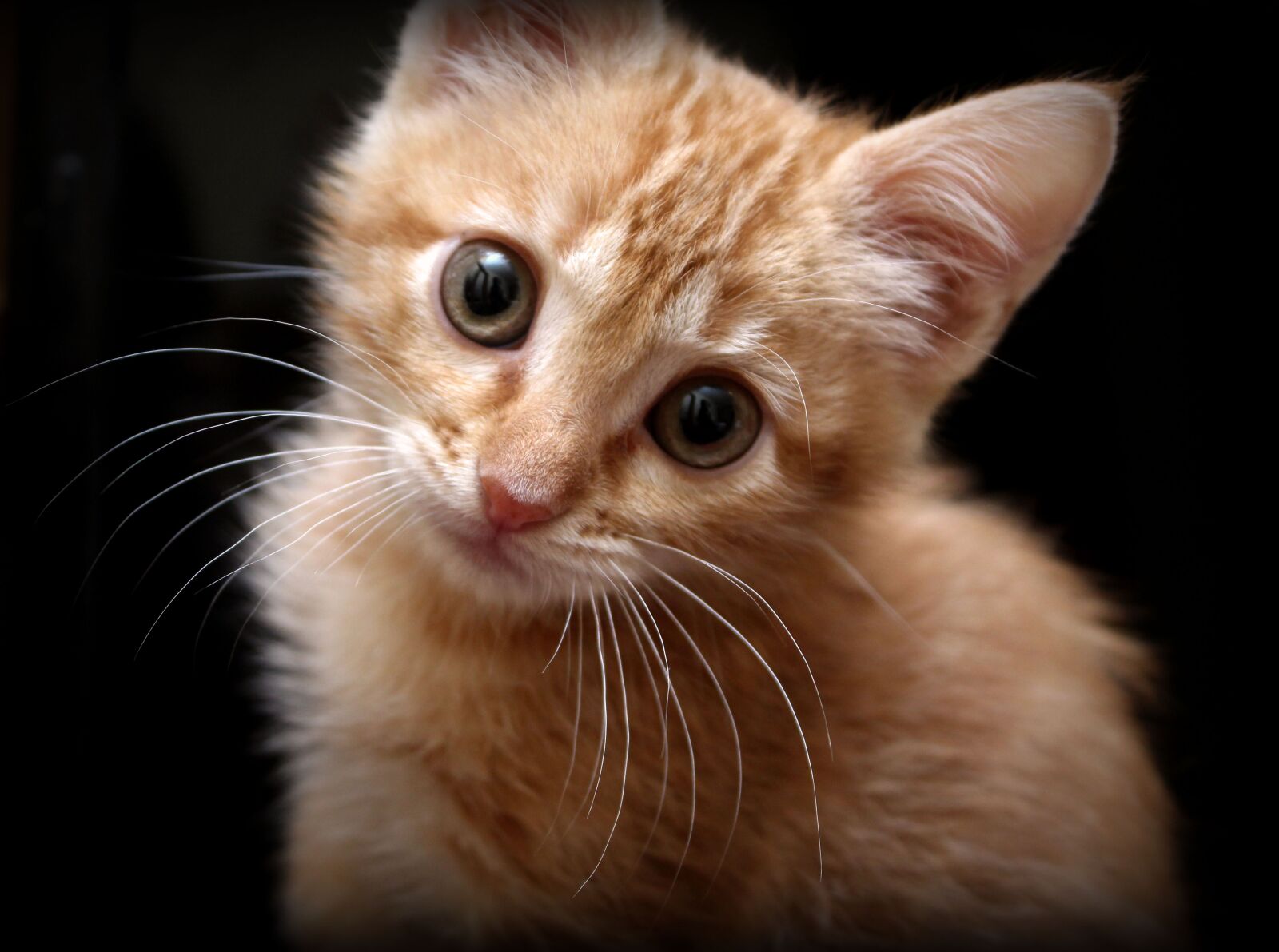 Canon EF-S 18-55mm F3.5-5.6 IS sample photo. Cat, kitten, feline photography