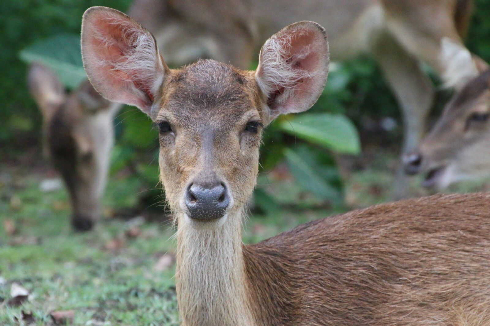 Canon EOS 70D sample photo. Deer, nature, indonesia photography