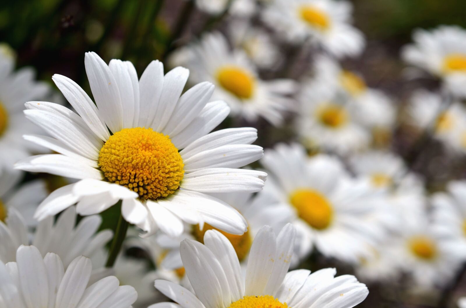 Nikon D5100 sample photo. Daisy, flowering, petals, pollen photography