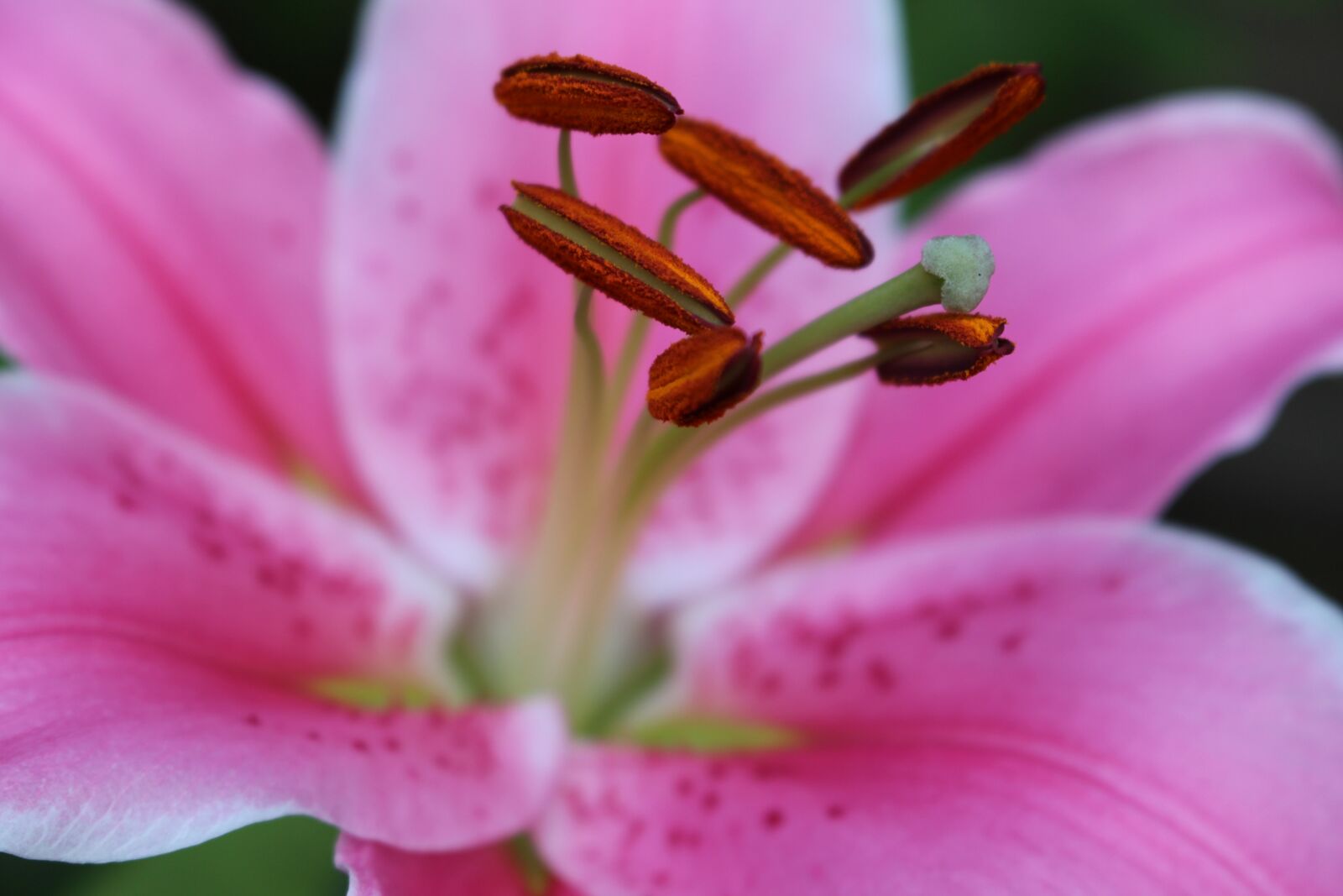 Canon EOS 700D (EOS Rebel T5i / EOS Kiss X7i) sample photo. Lily, pink lily, flower photography